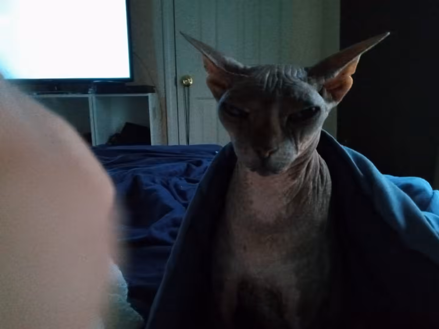 toastcat