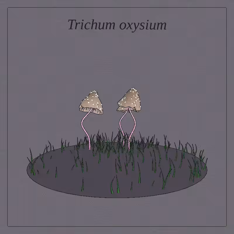 SHROOMS 3D #12
