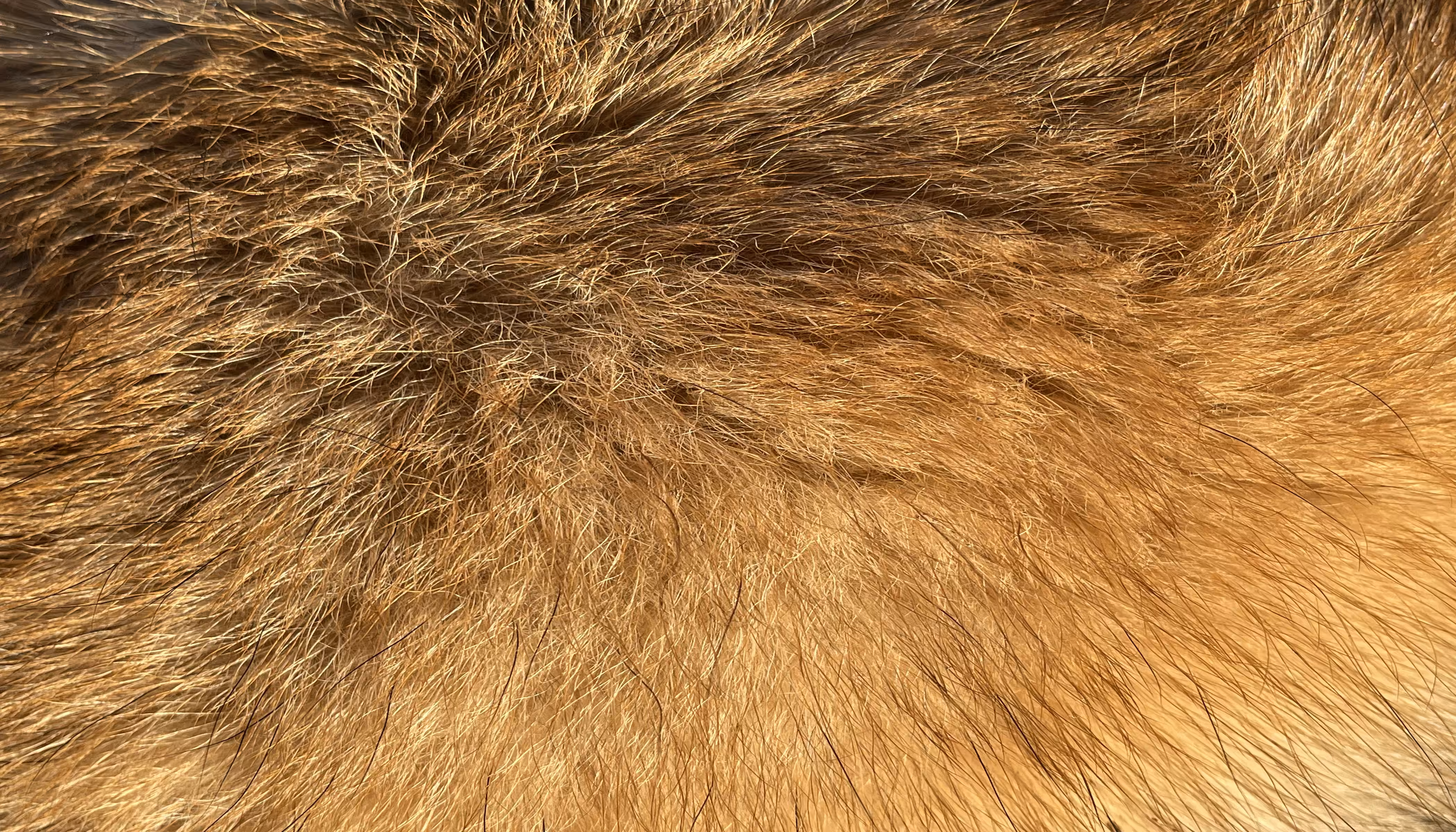 The Furs of Bella #11