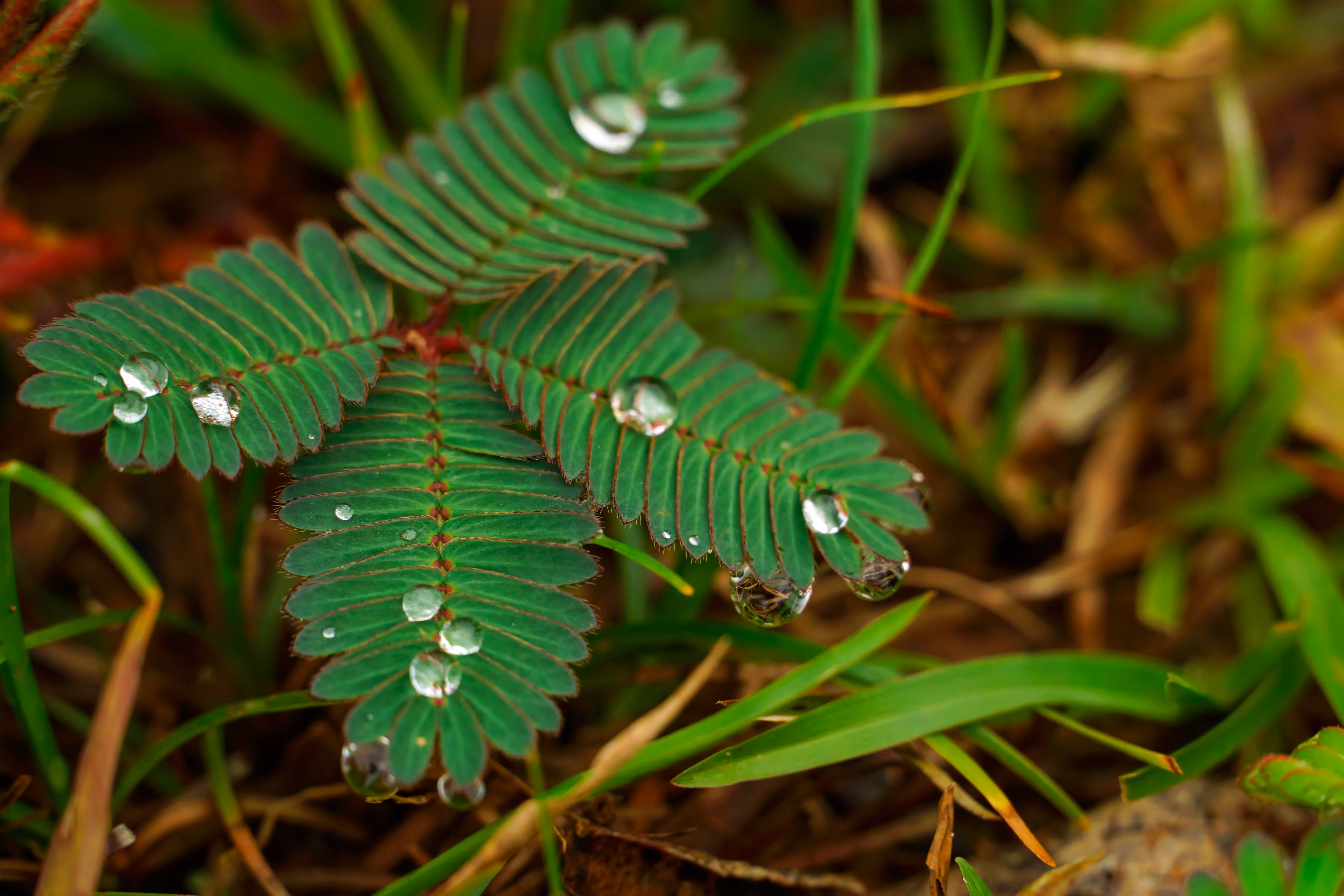 Drops in the rainforest #4