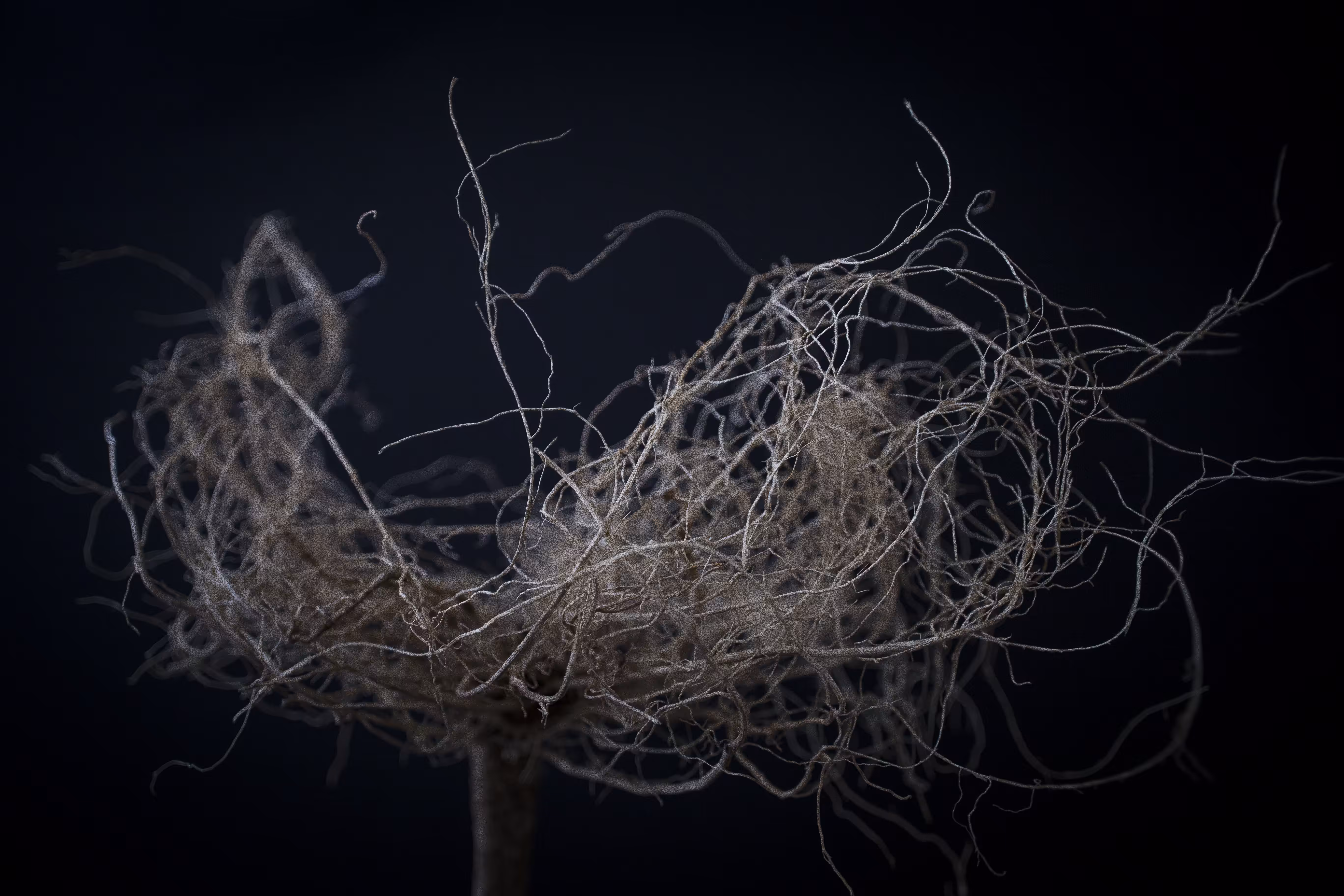 rhizome #3