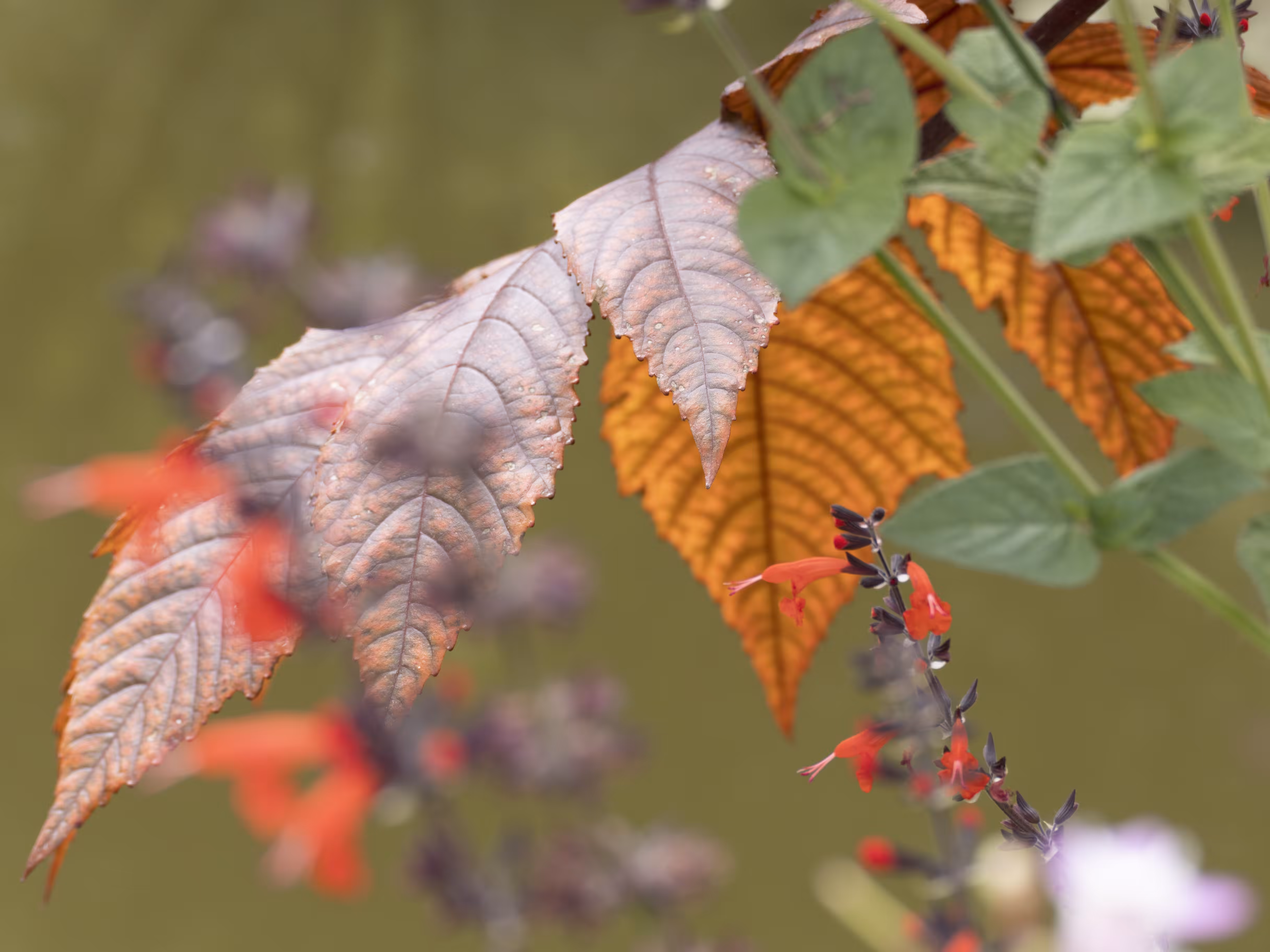 Giverny #13