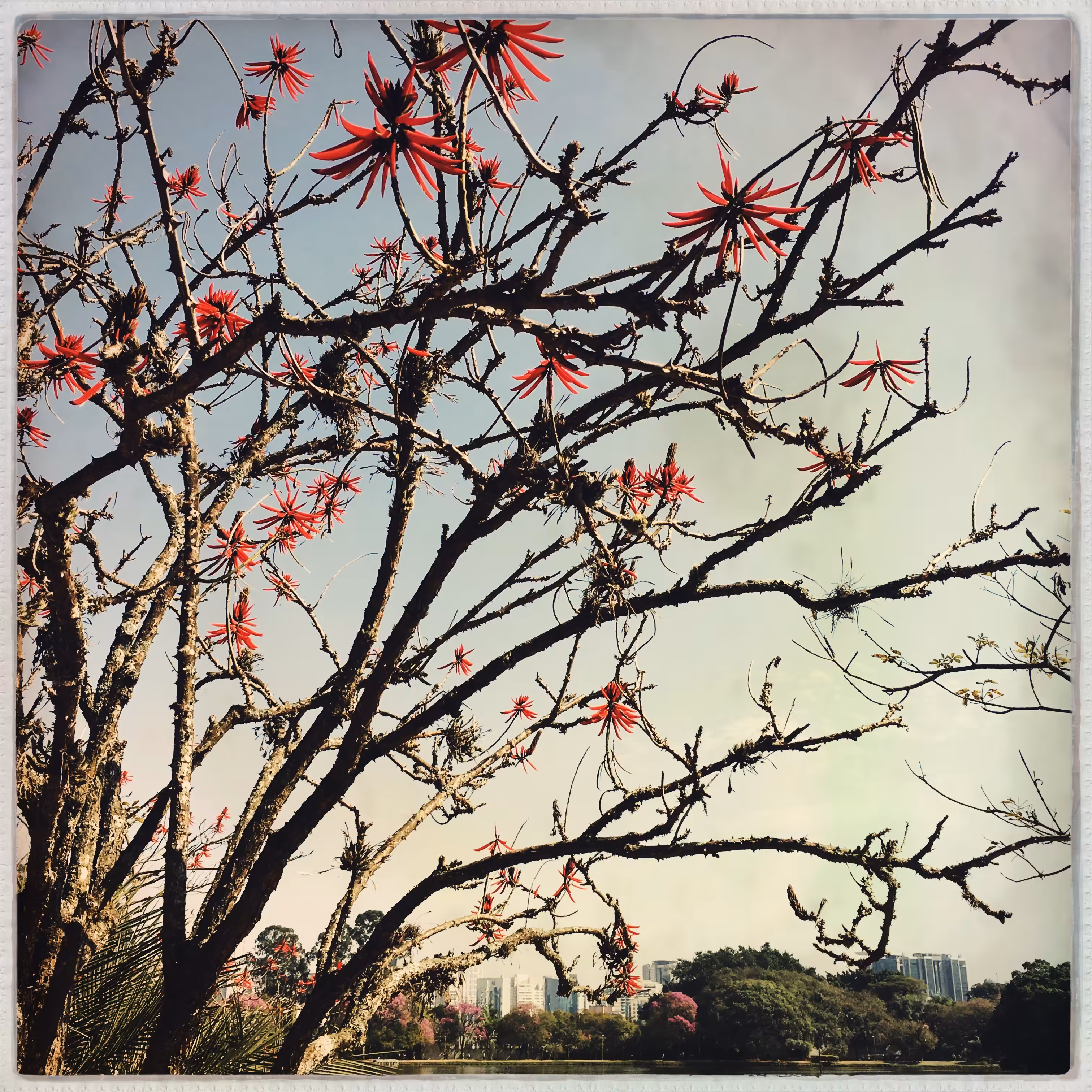Branches #2