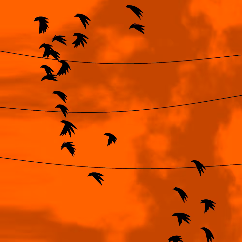 Flock #6