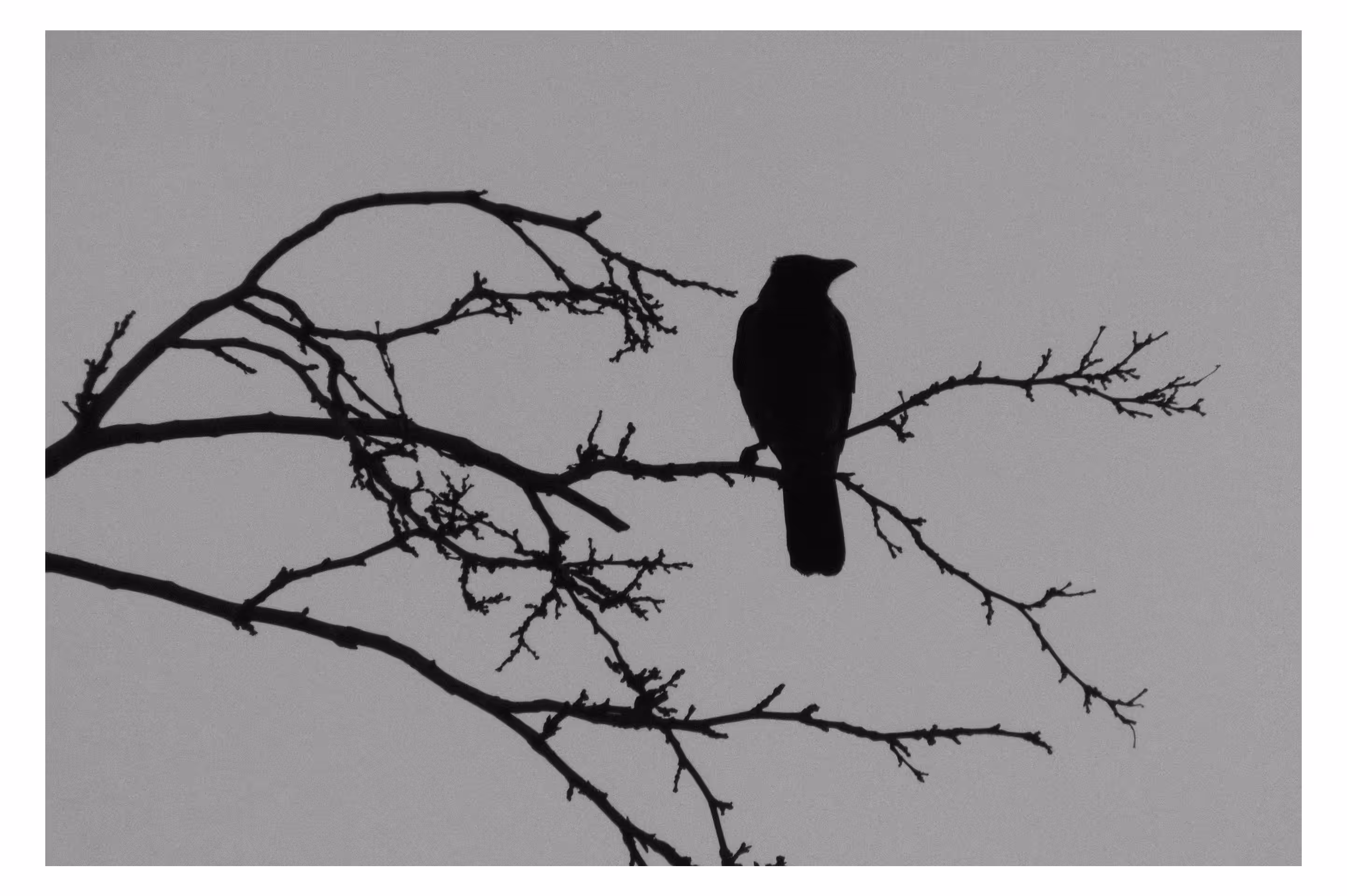 Lone Raven