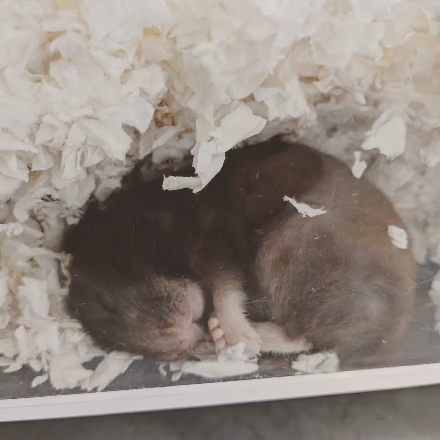 Goodnight Little One