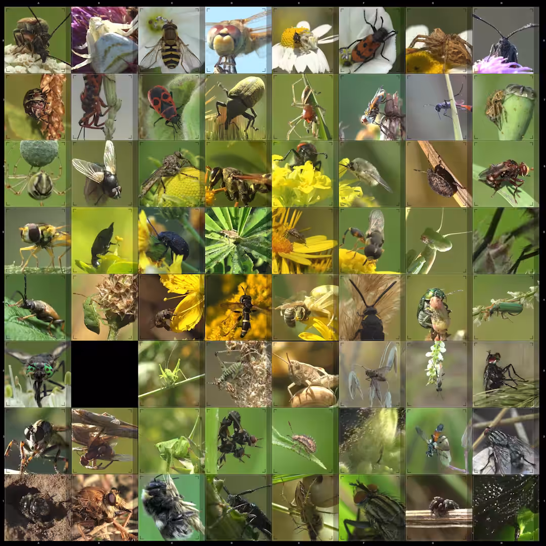 Сhess board, Insect 8K 
