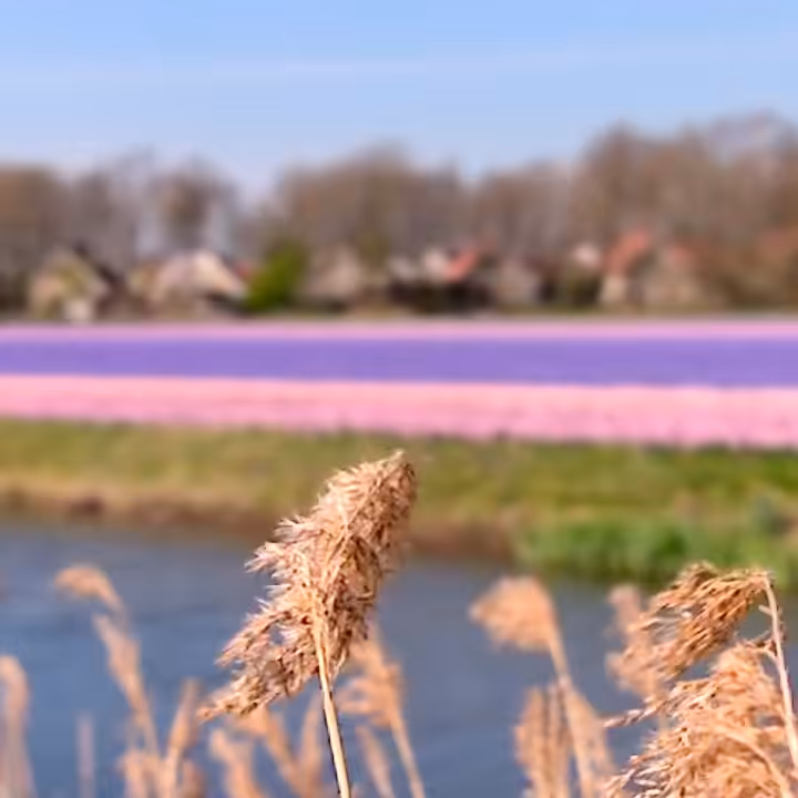 Dutch Flowers [Lytro]
