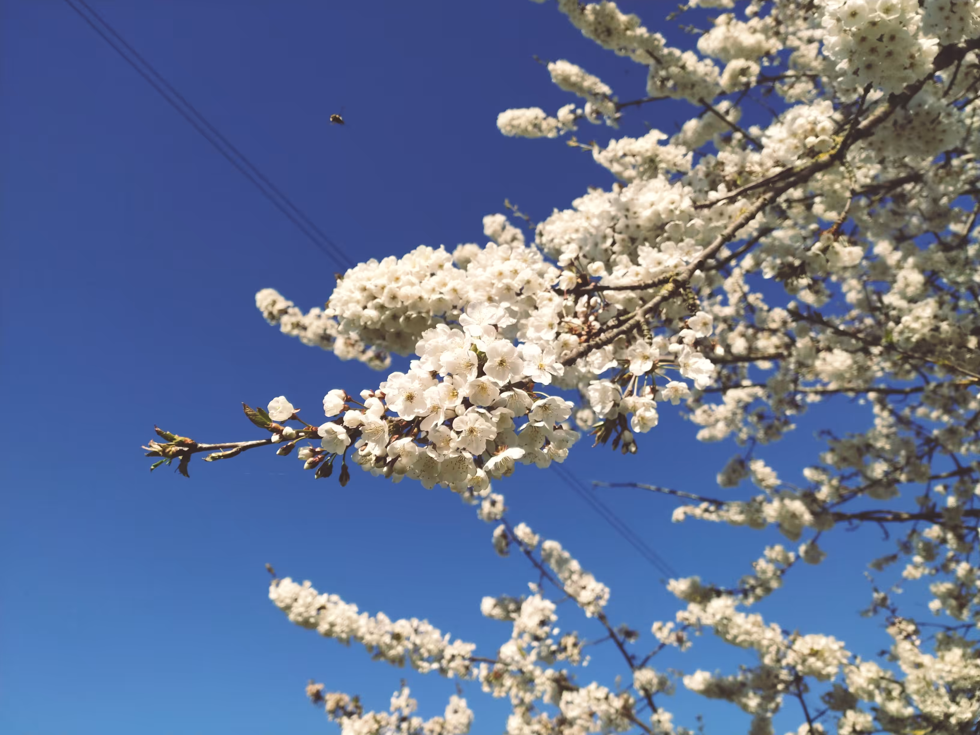 The Bee and the Blossom