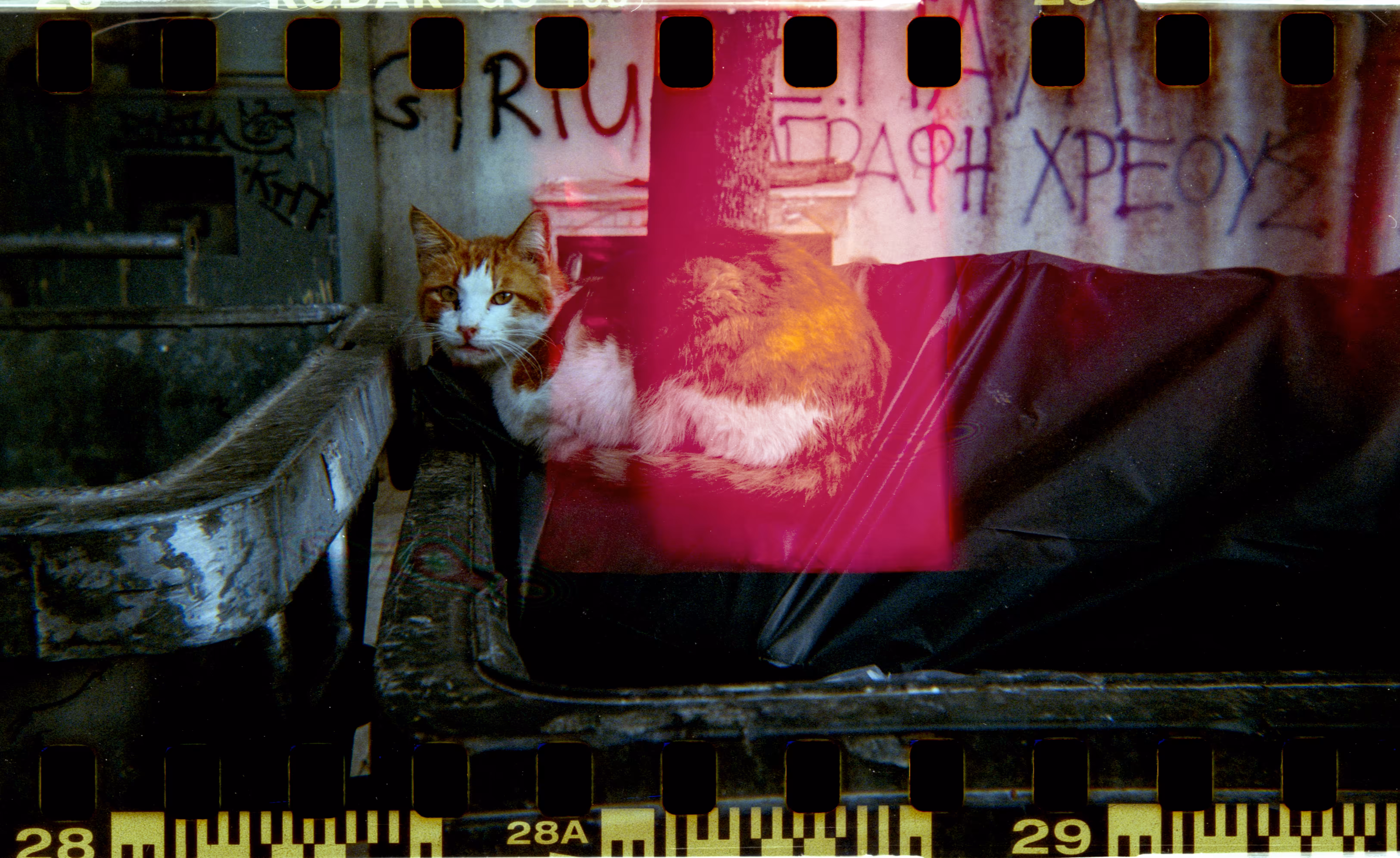 Cat 2022/ 35mm film burned - Holga moded