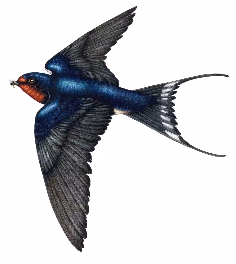 Barn swallow