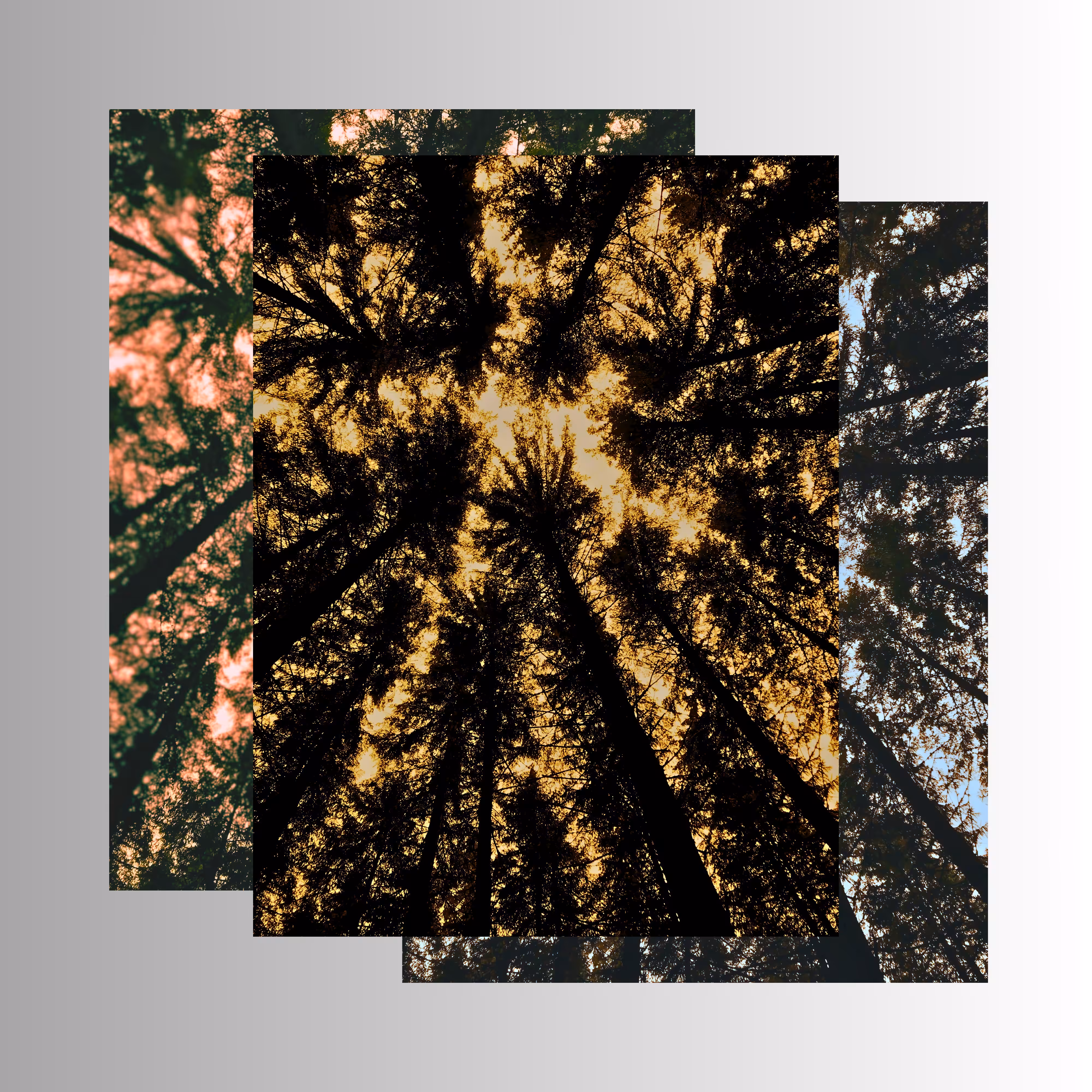 'Untitled Forest #01'