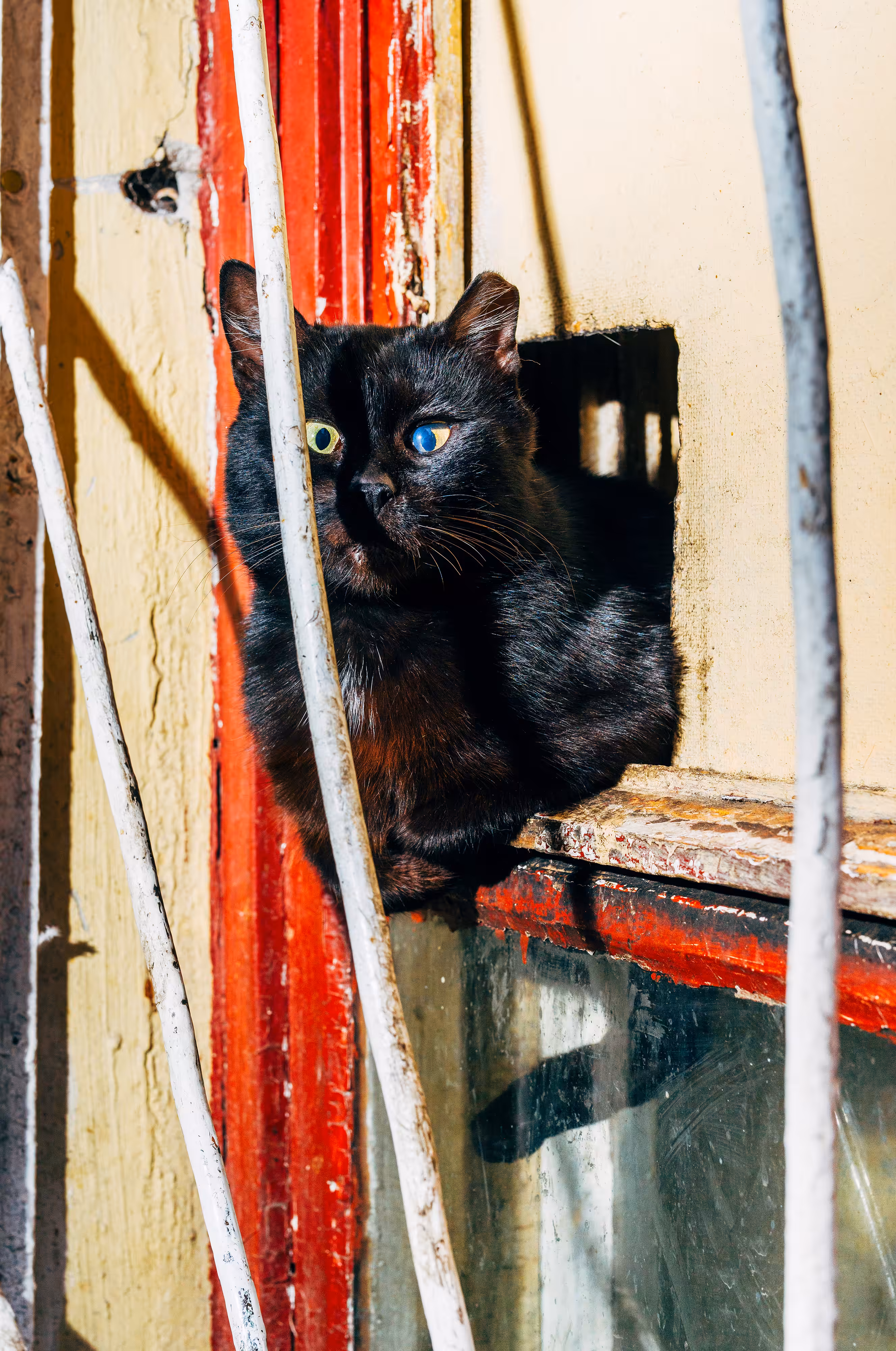 Backyard Diaries – Vol.1 #07