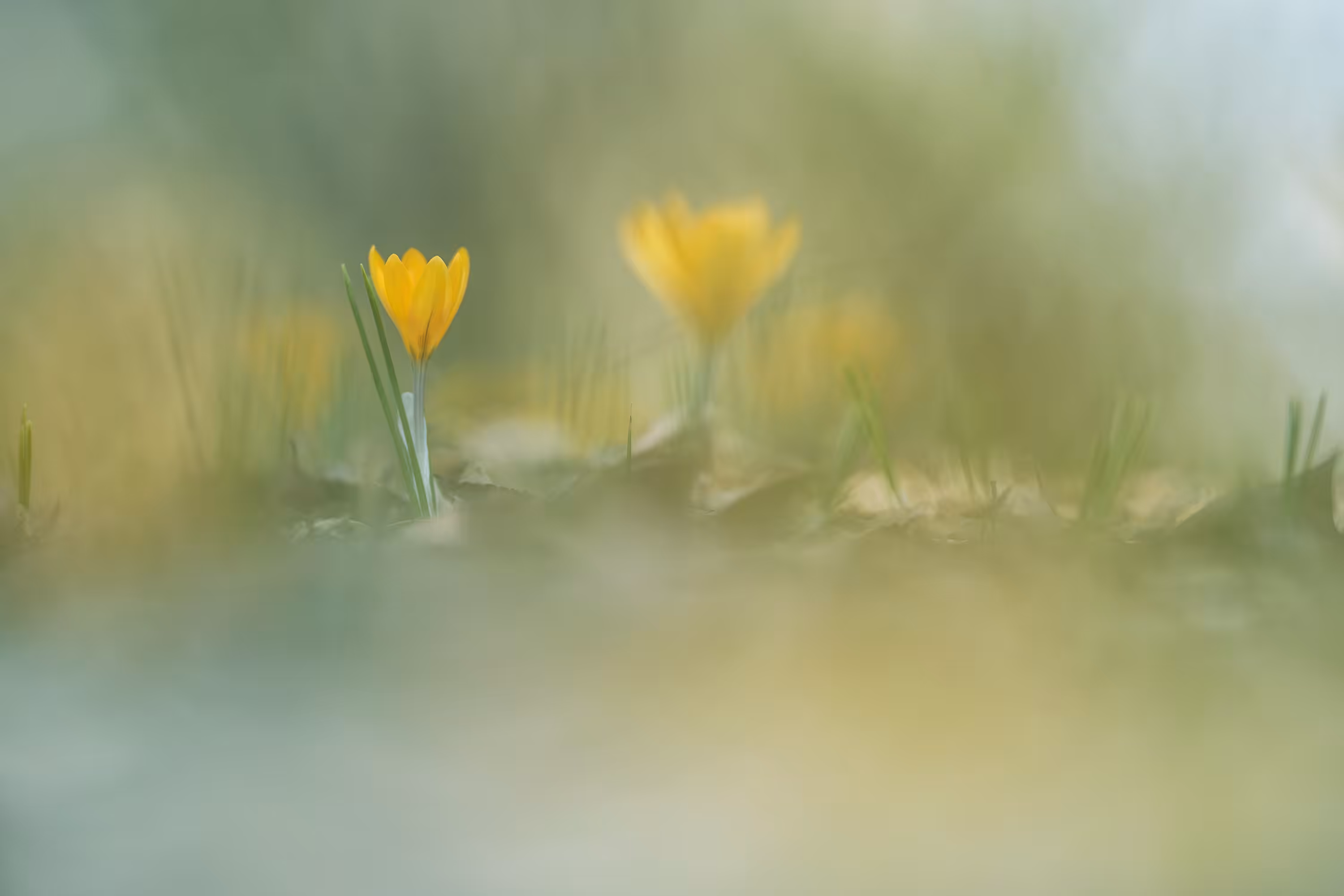 Crocus#32