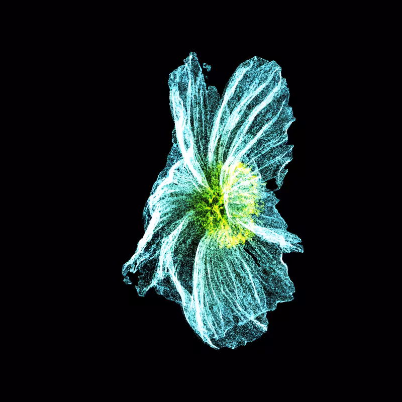 White Poppy 30 #119