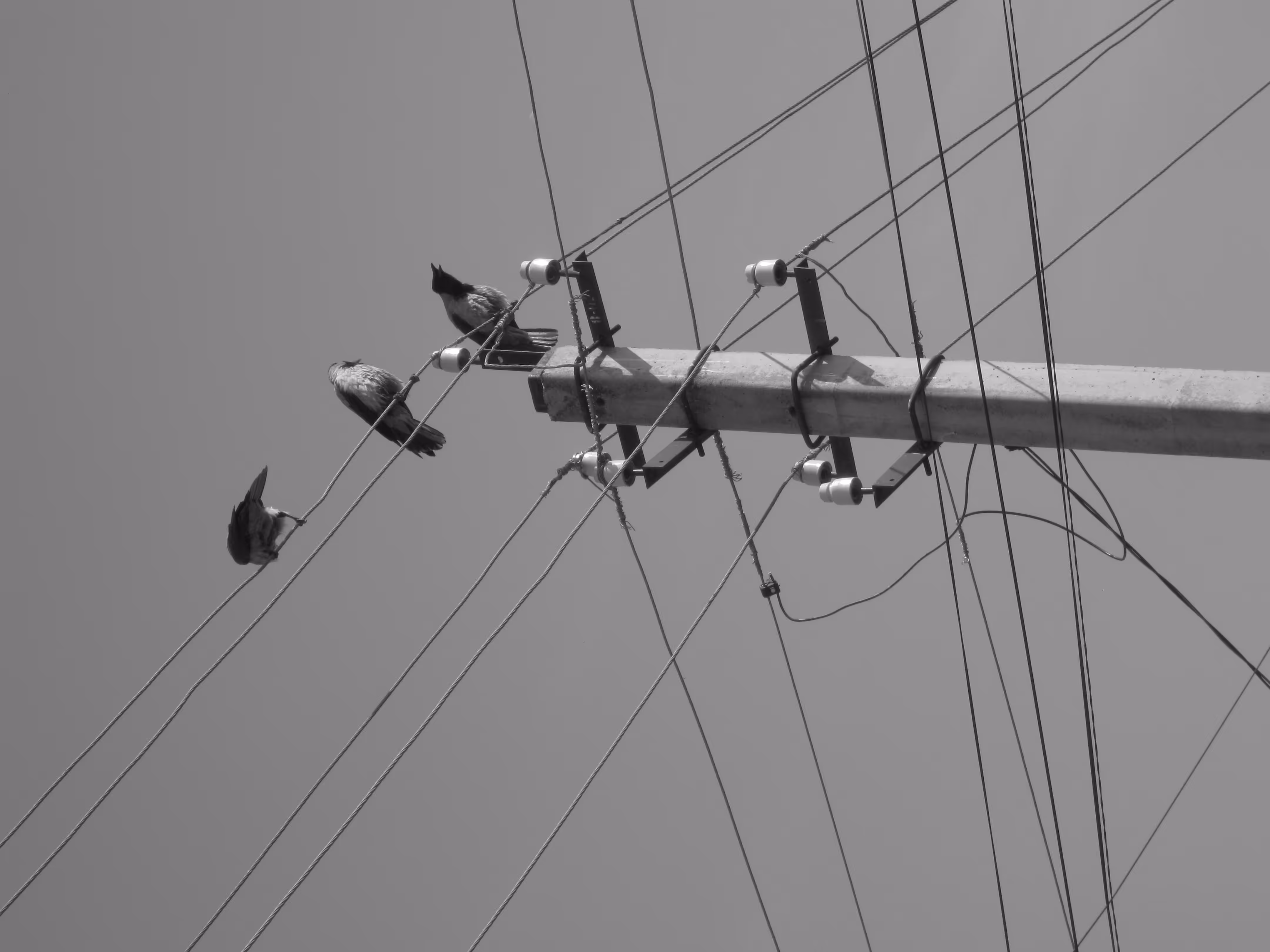 Crows on the wires