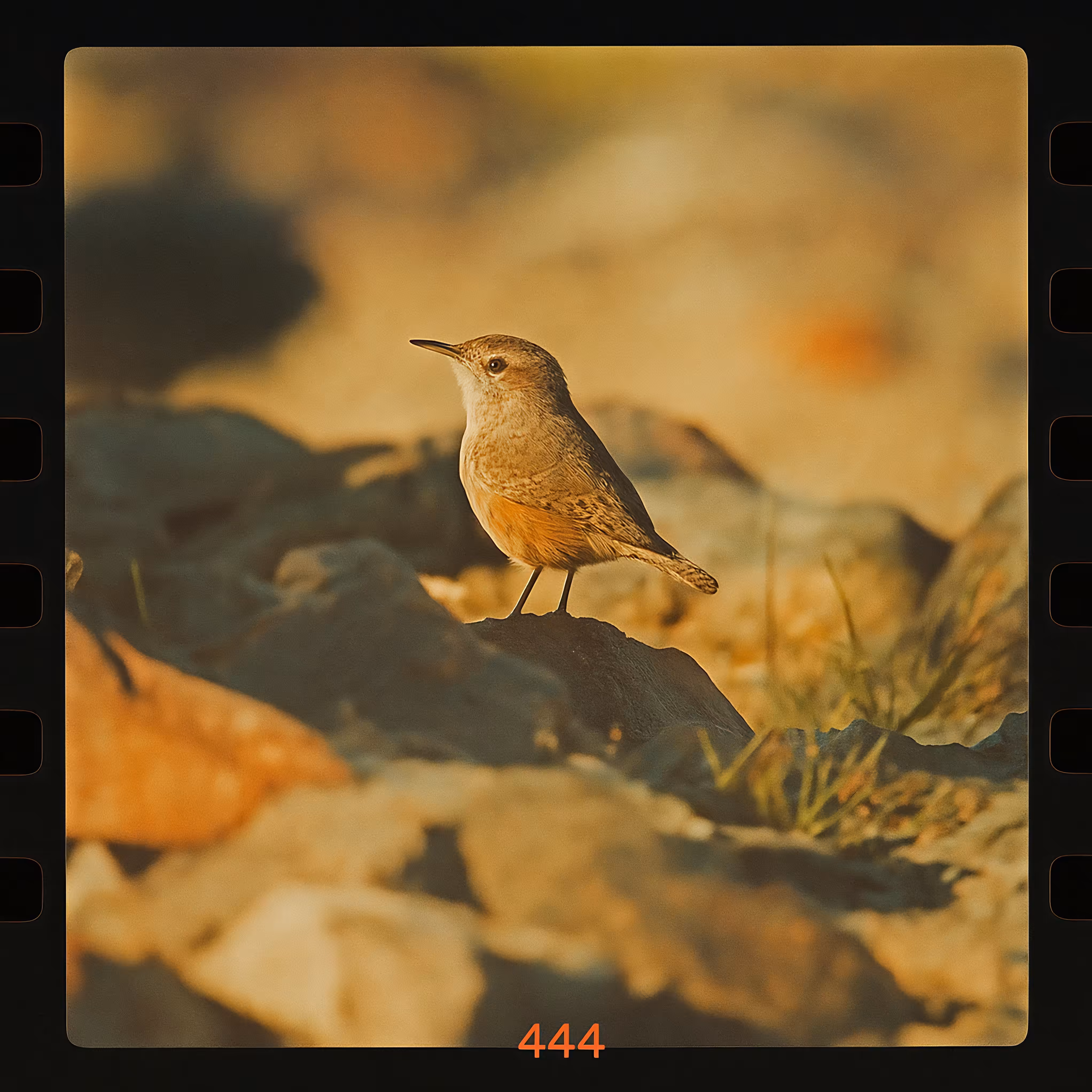 Life List of an AI Birder: Salpinctes obsoletus