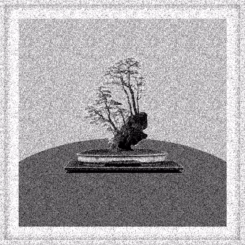 Bonsai Bonanza #22