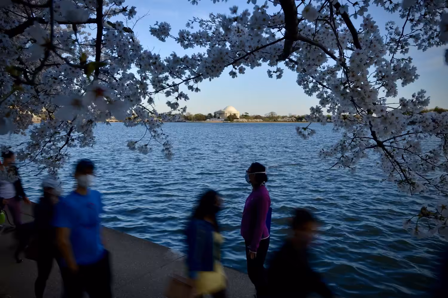 DC Cherry Blossoms