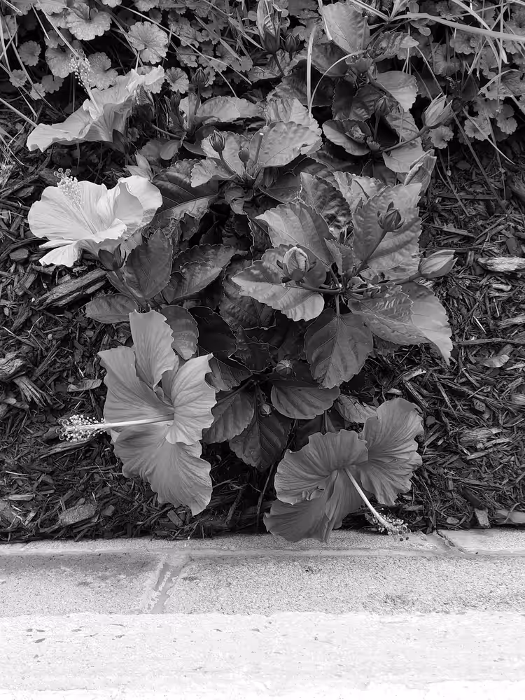 Hibiscus 10