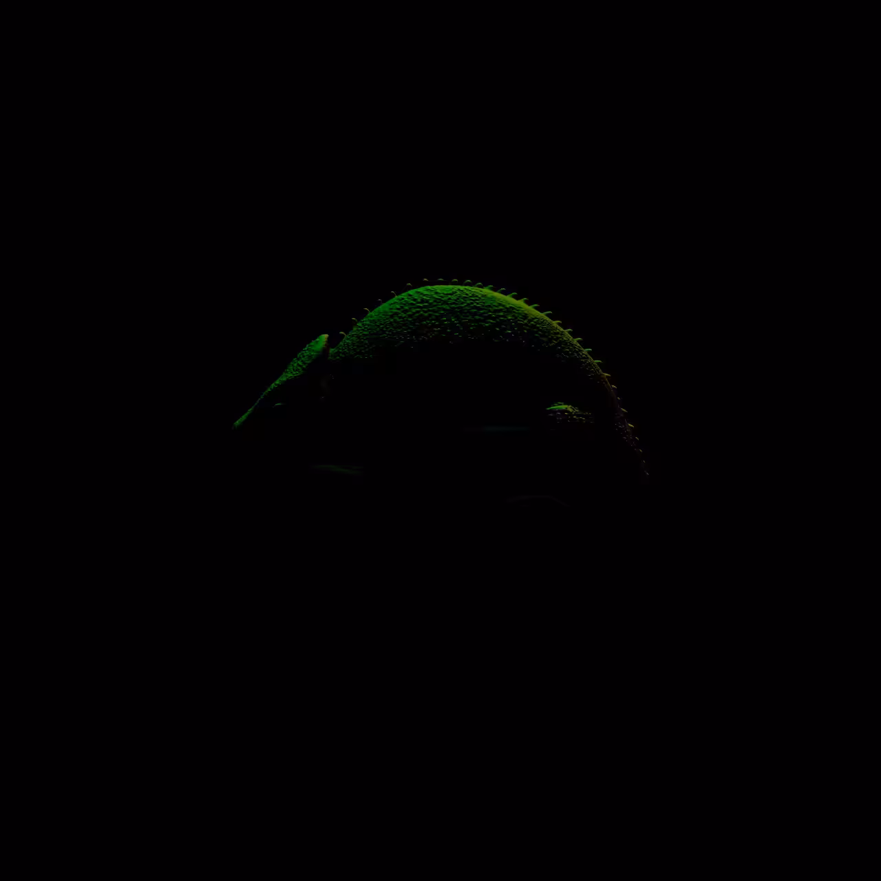 CHAMELEON