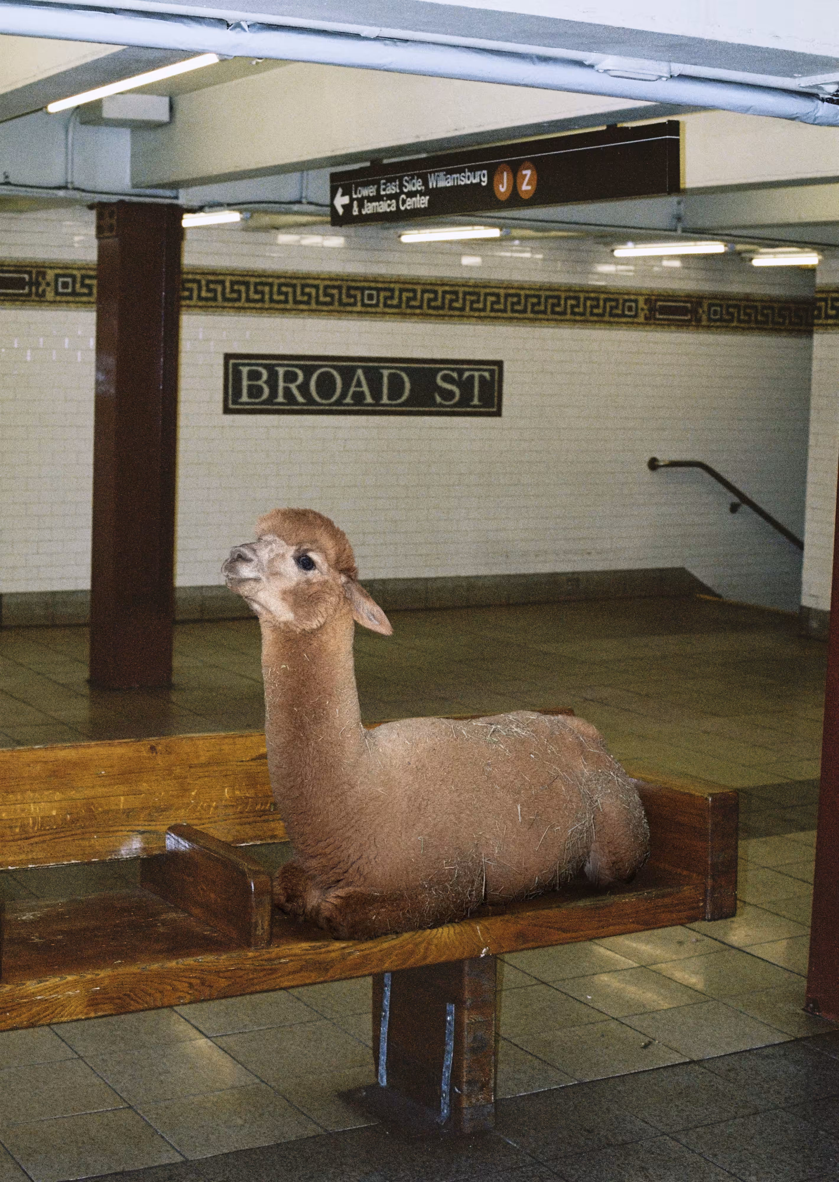 Alpaca #7