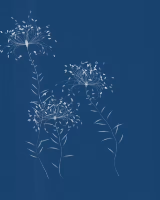 Cyanotypes #234