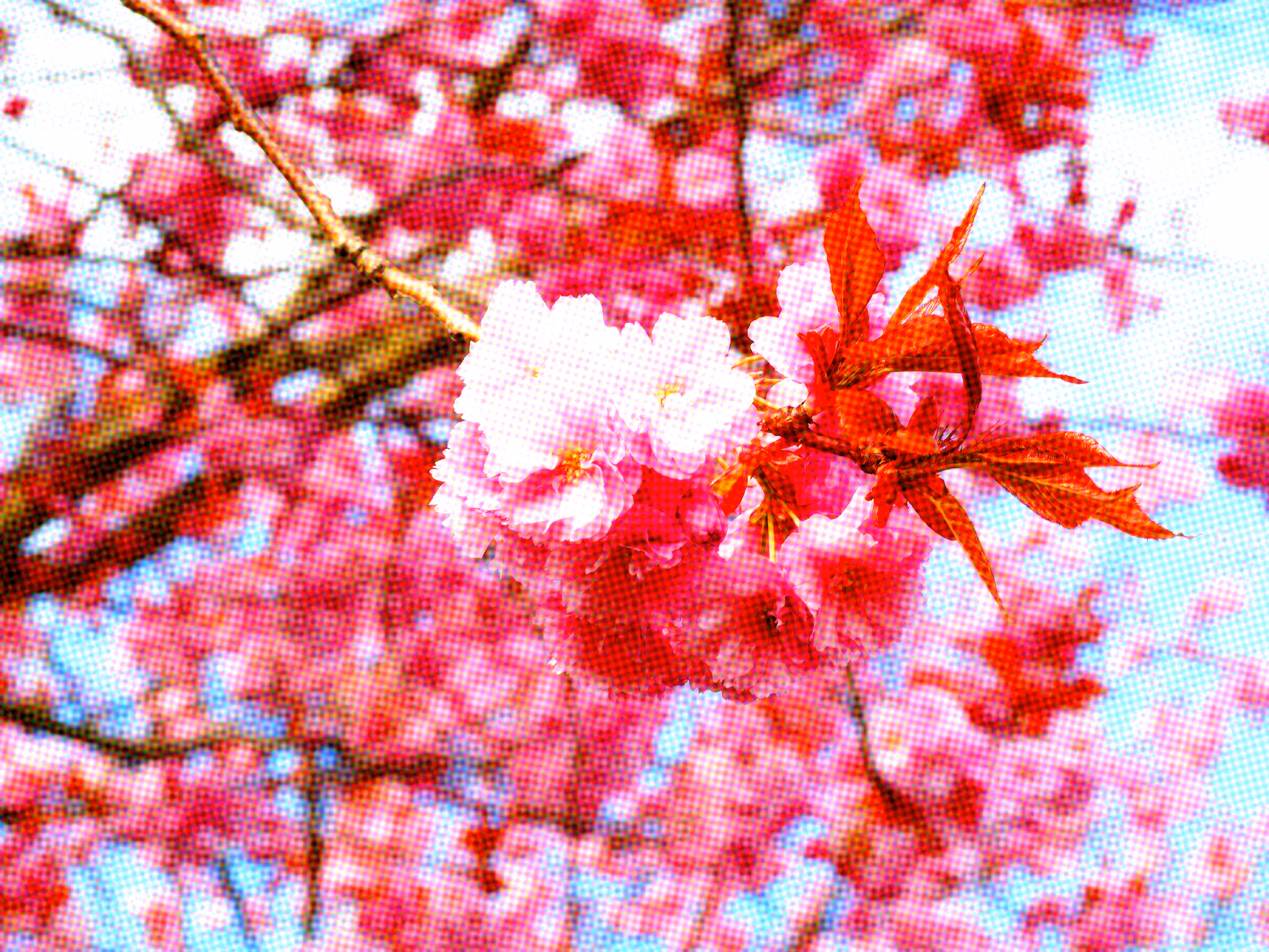 Seasons 01 - Spring