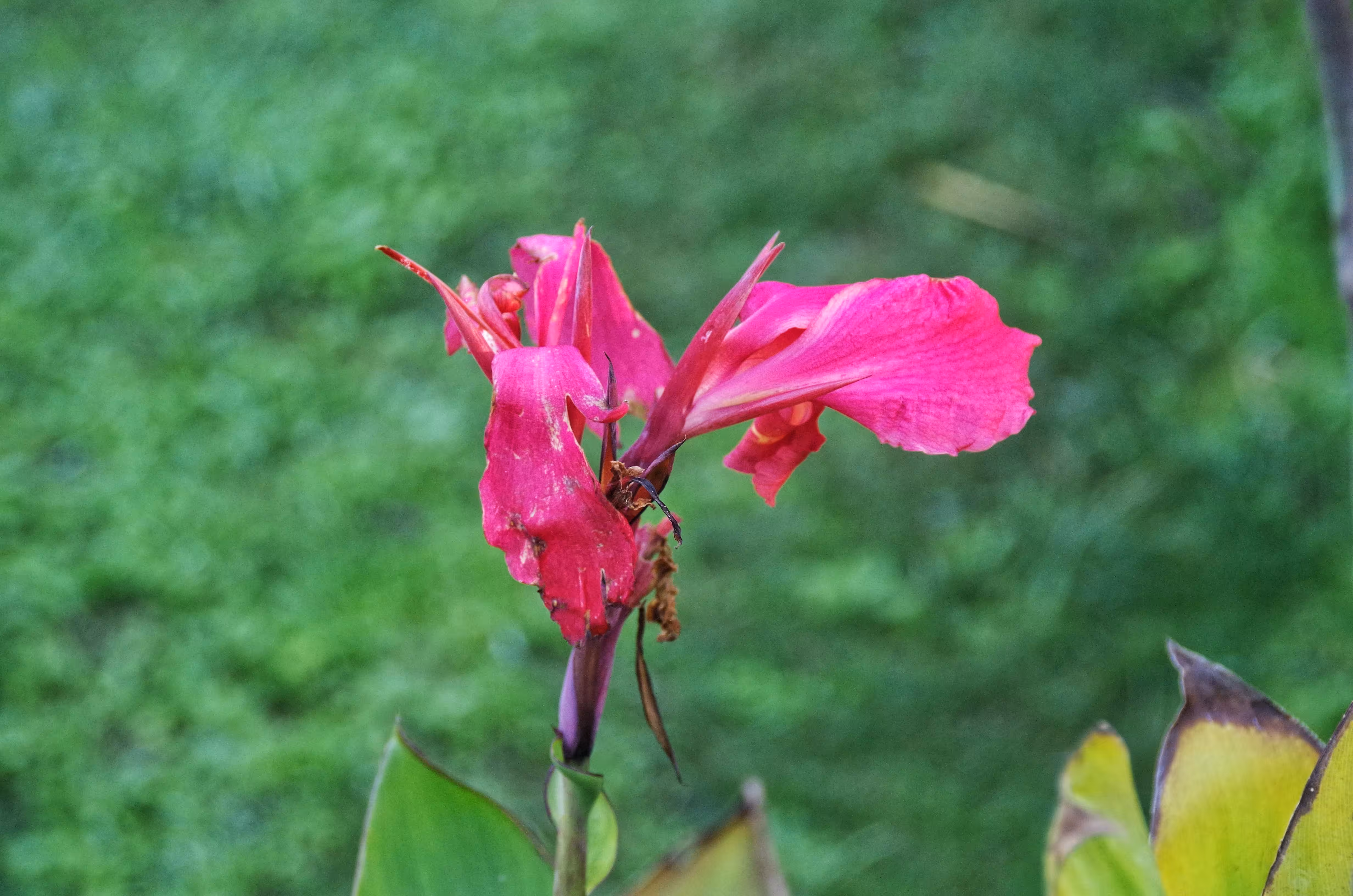 Color of Nature