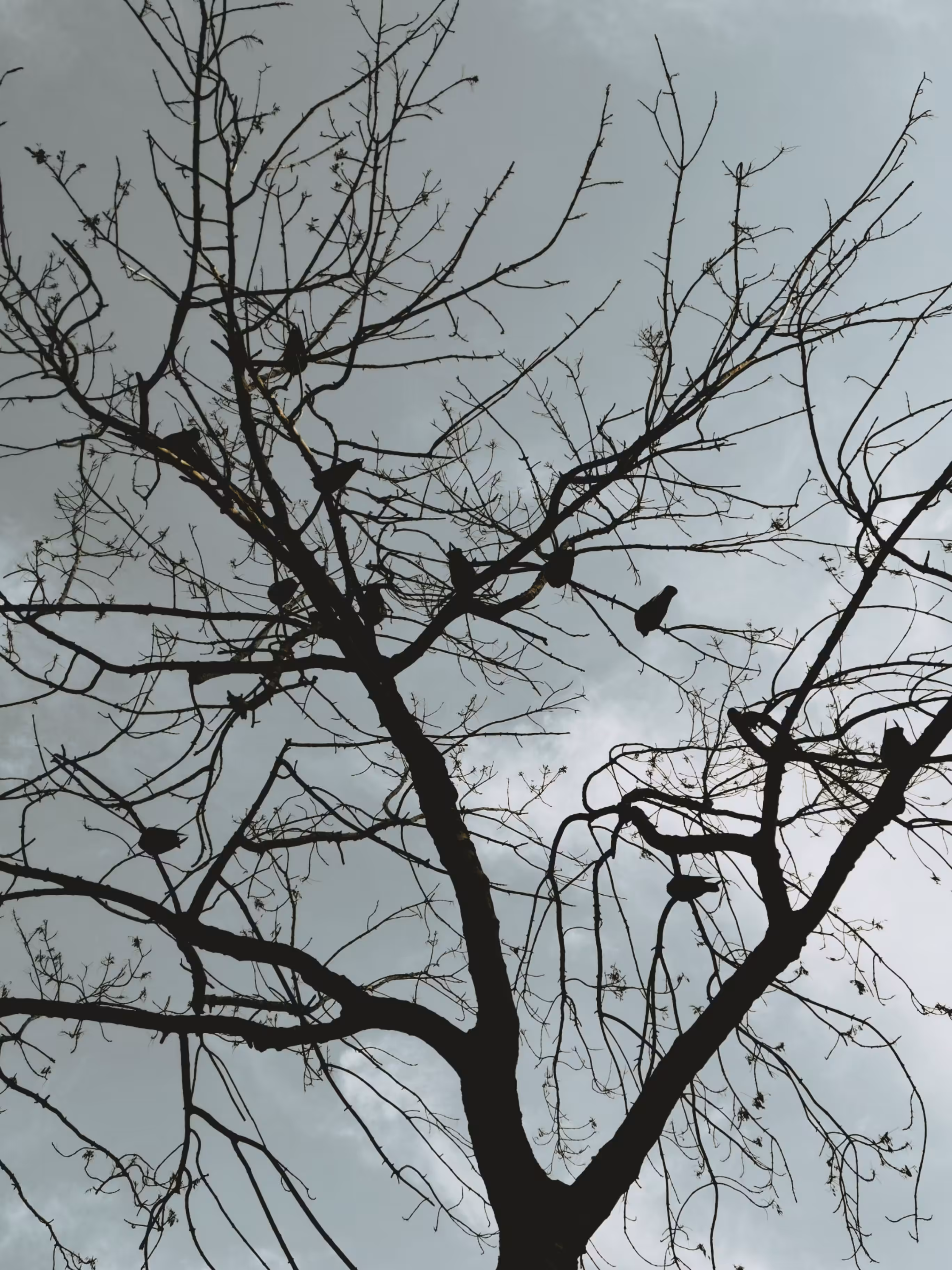 The Crow