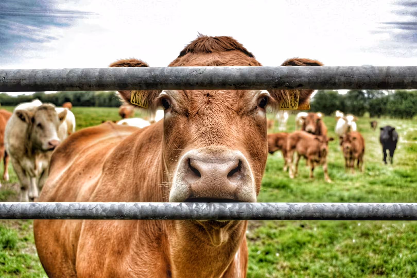 Curious Country Cow