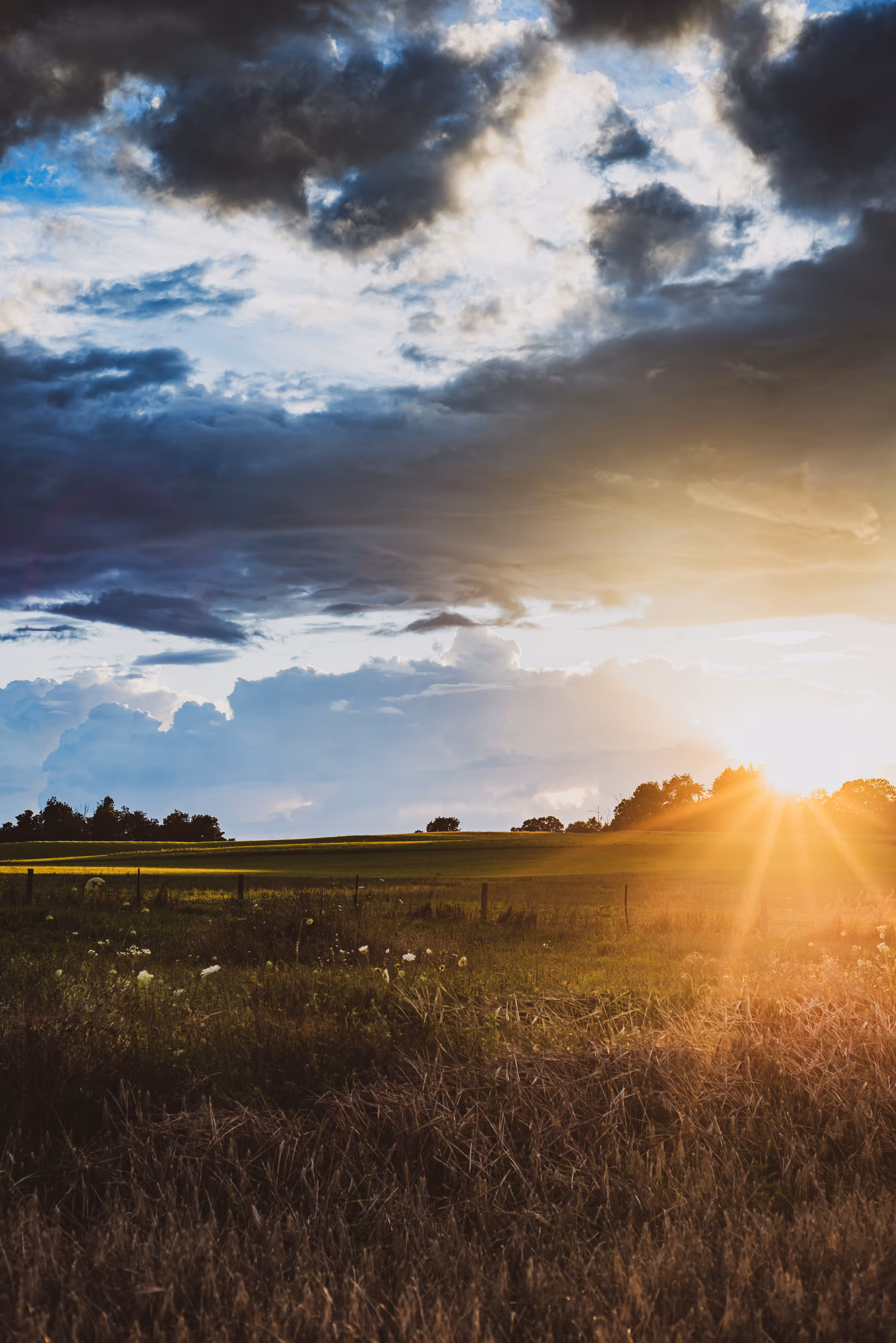 Golden Pastures