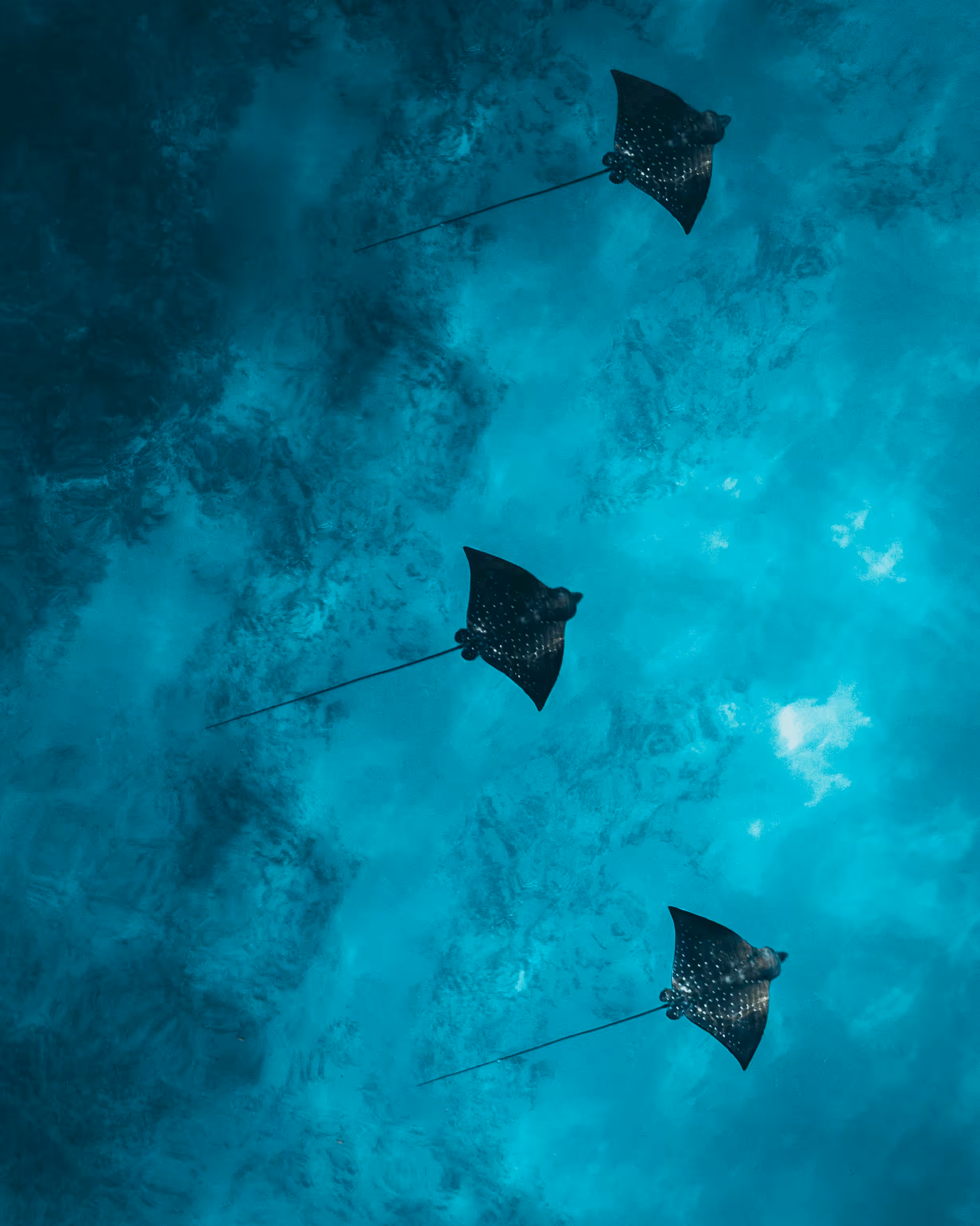 #8 The Trio Of Rays