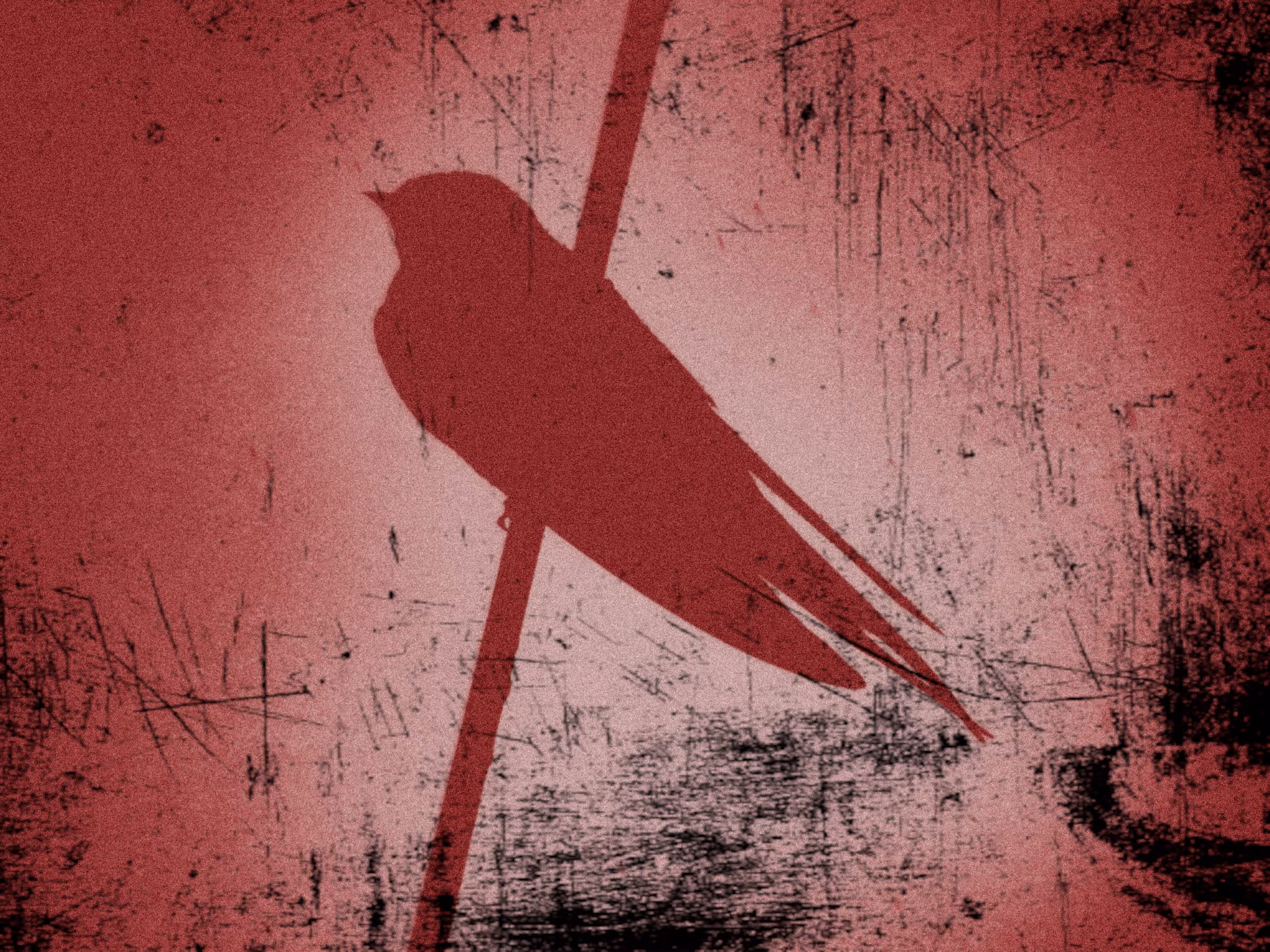 Bird on wire 