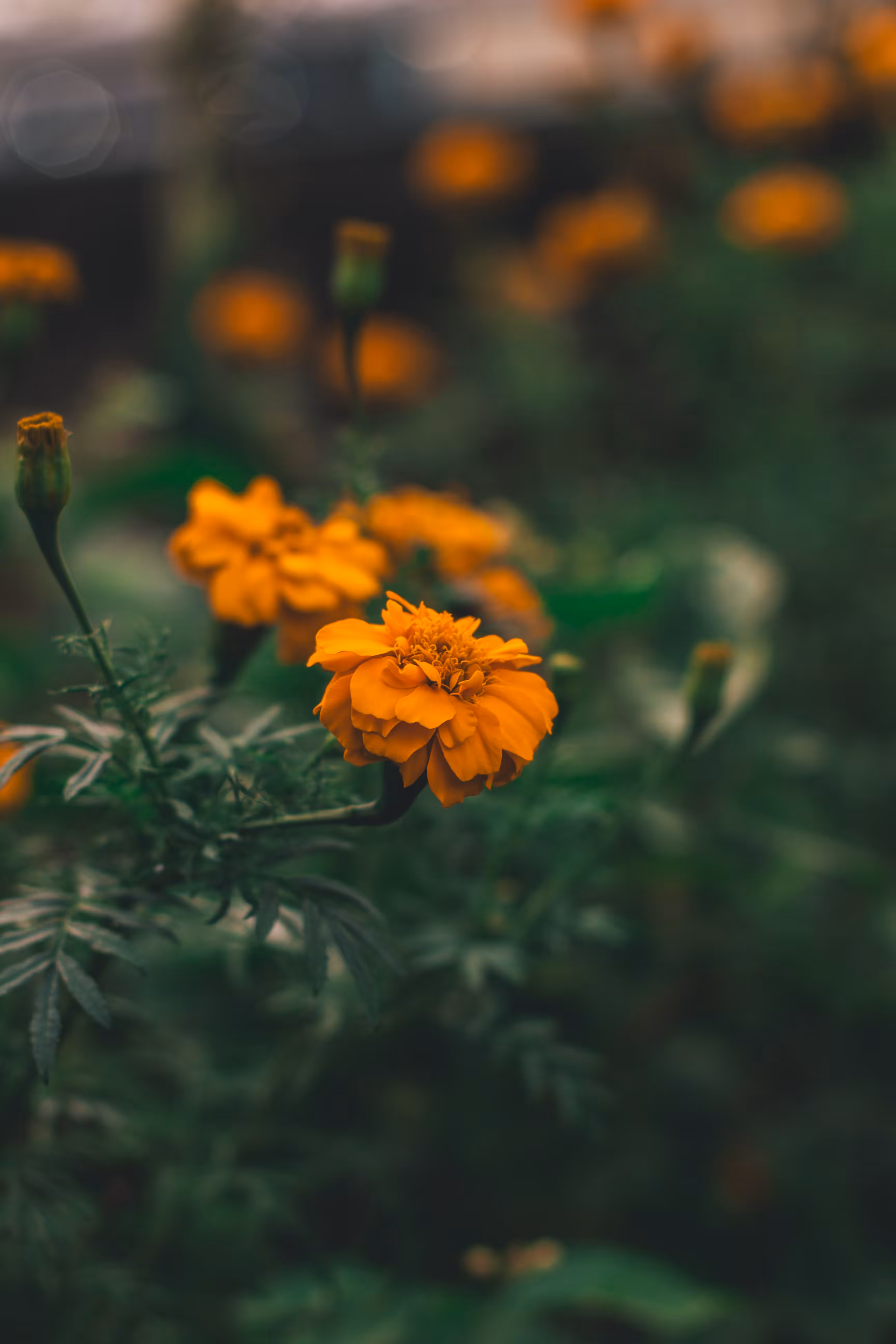 #PHOTO 1 - YELLOW FLOWER