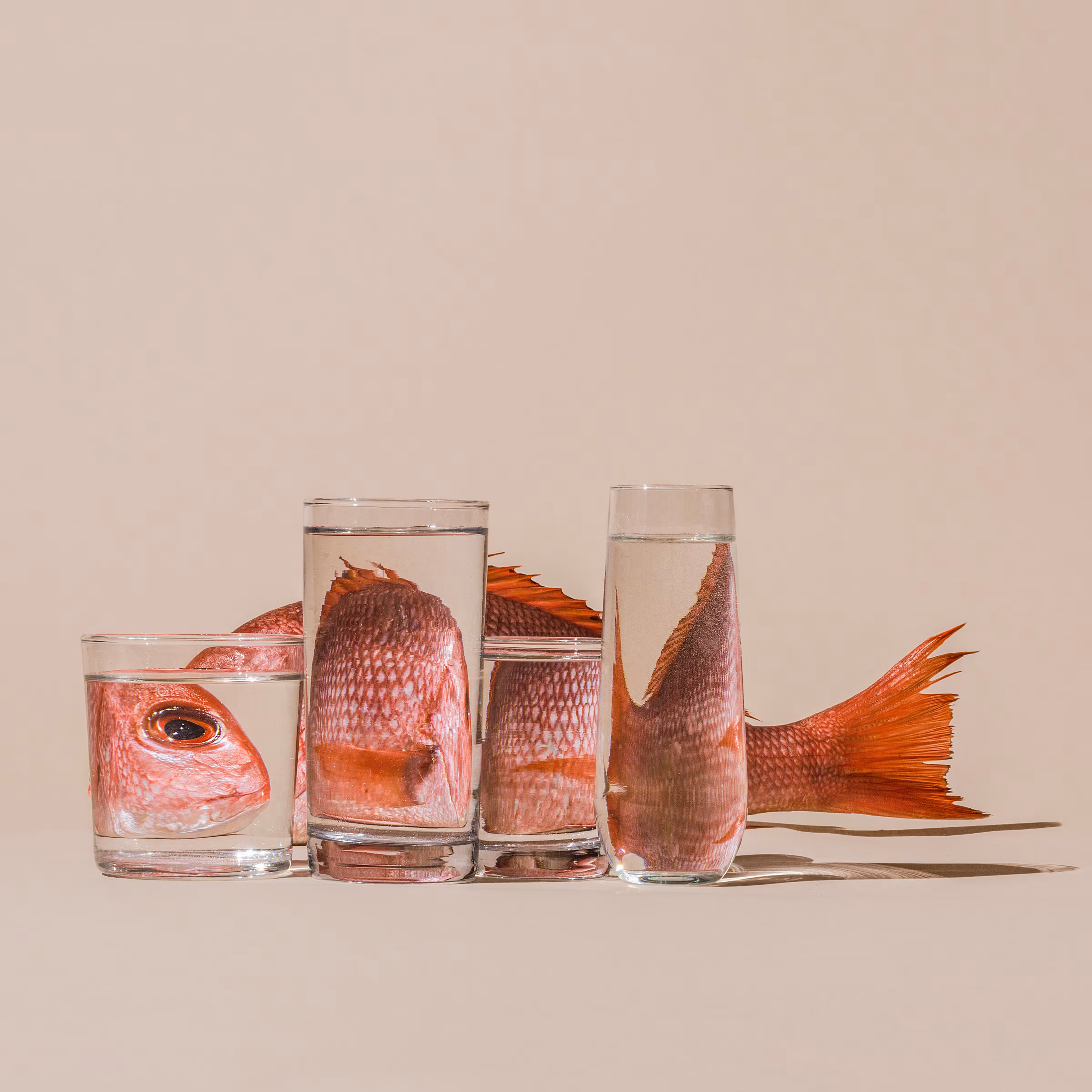Perspective - FISH 
