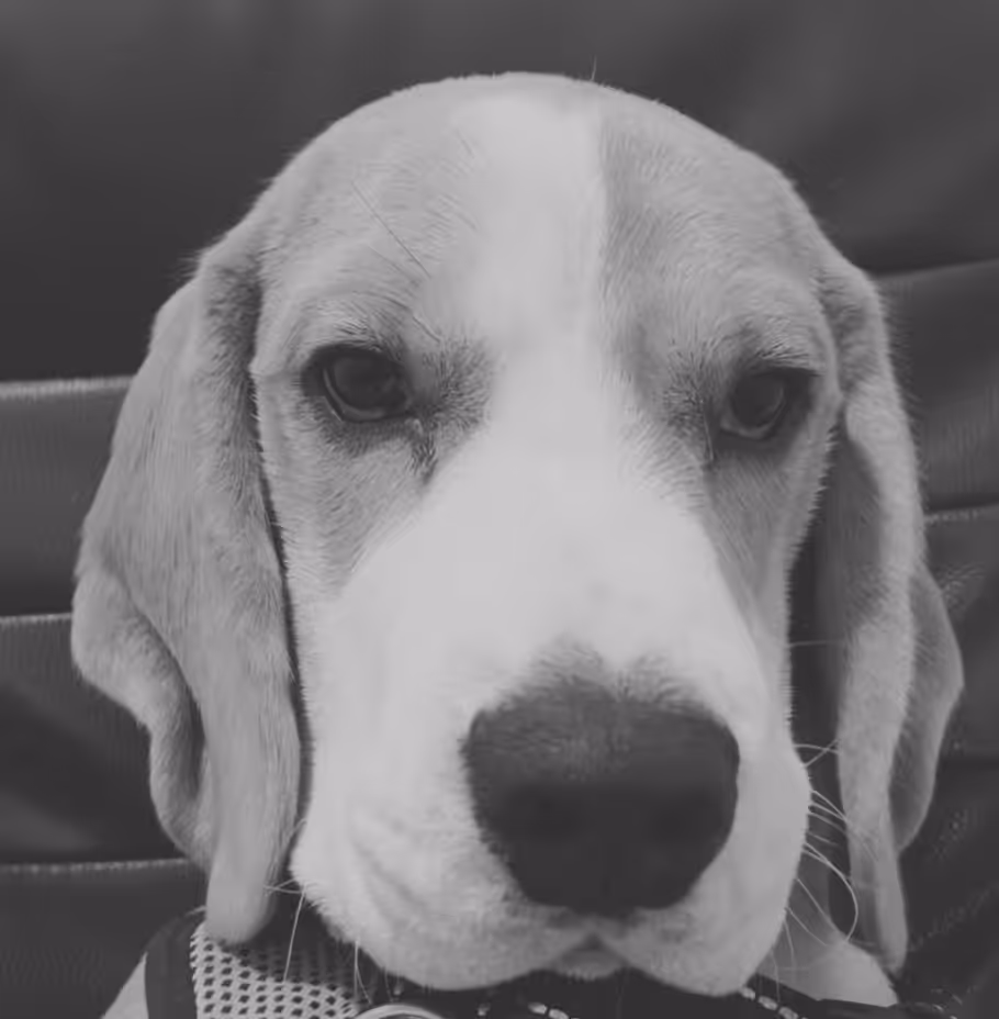 Dog #7