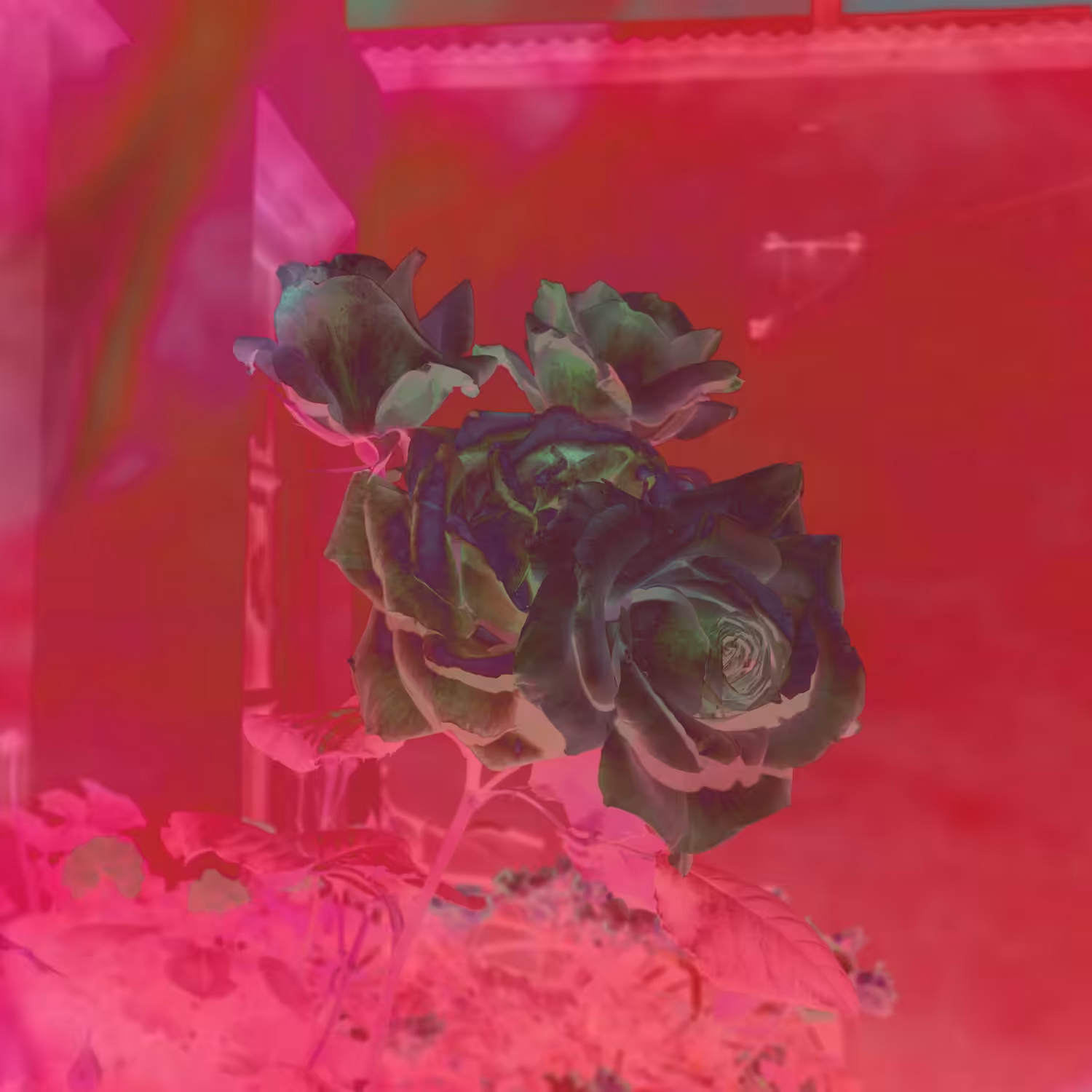 Las Rosas, Rosas, Rosas.
