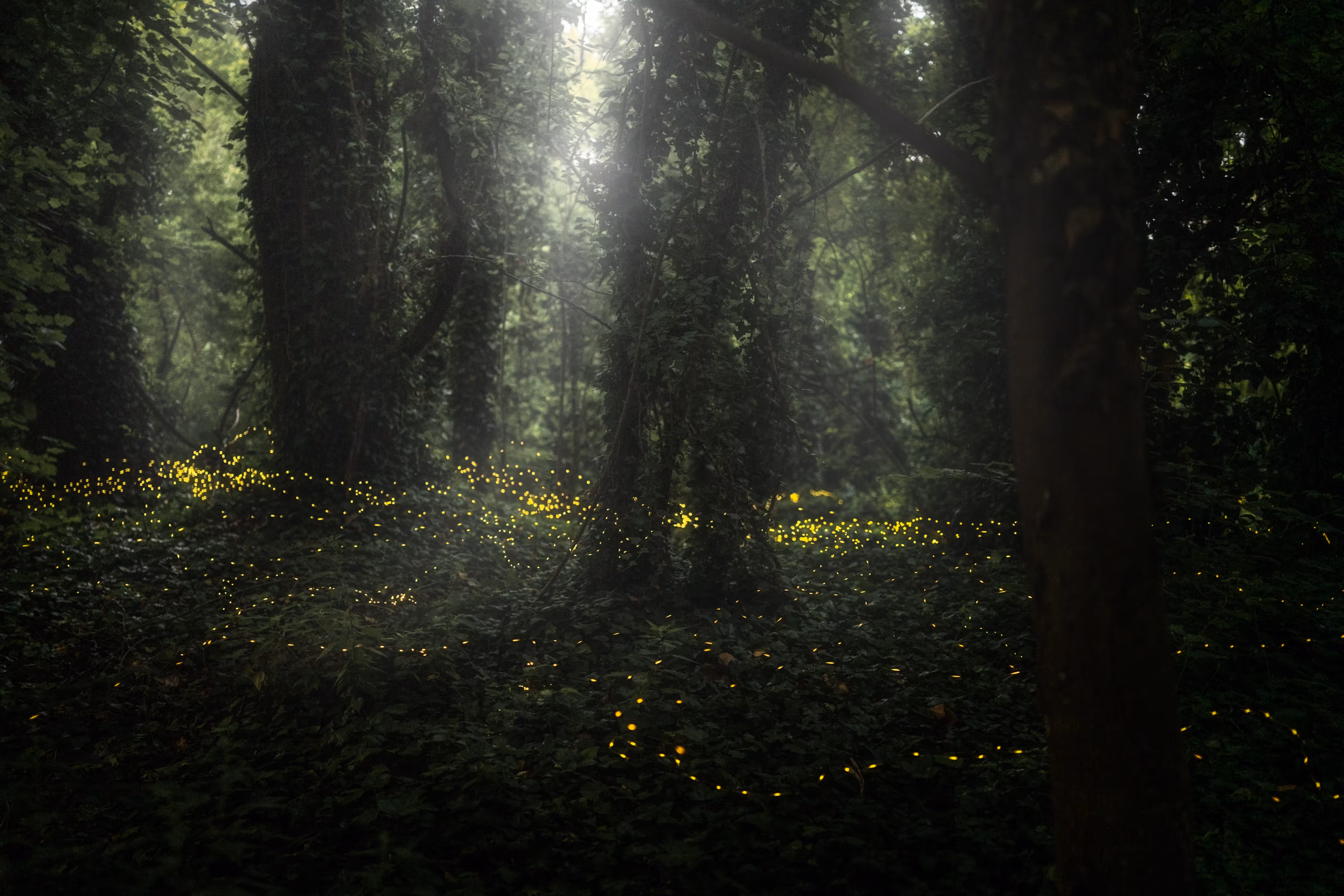Enchanted Forest
