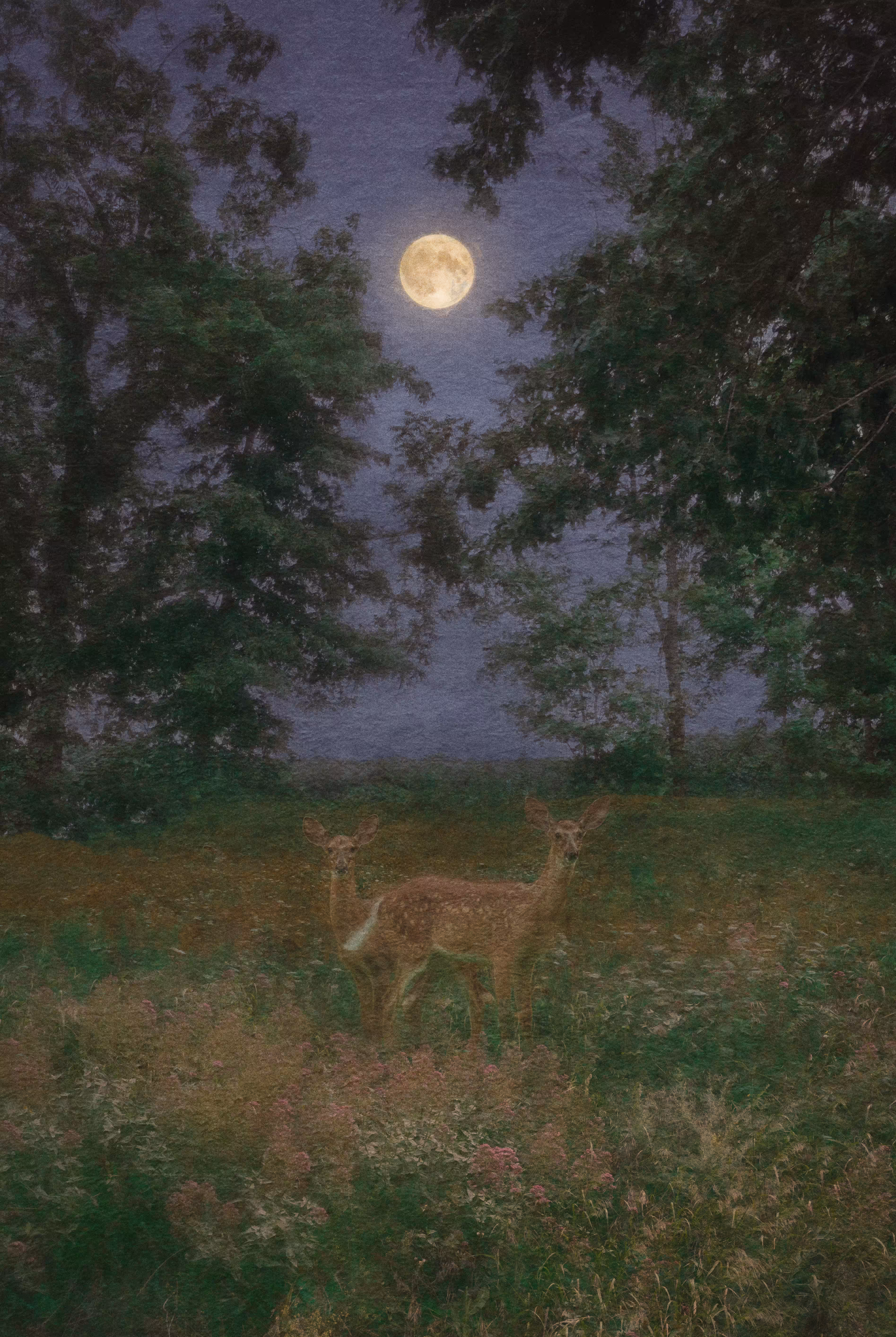 Evening Rise