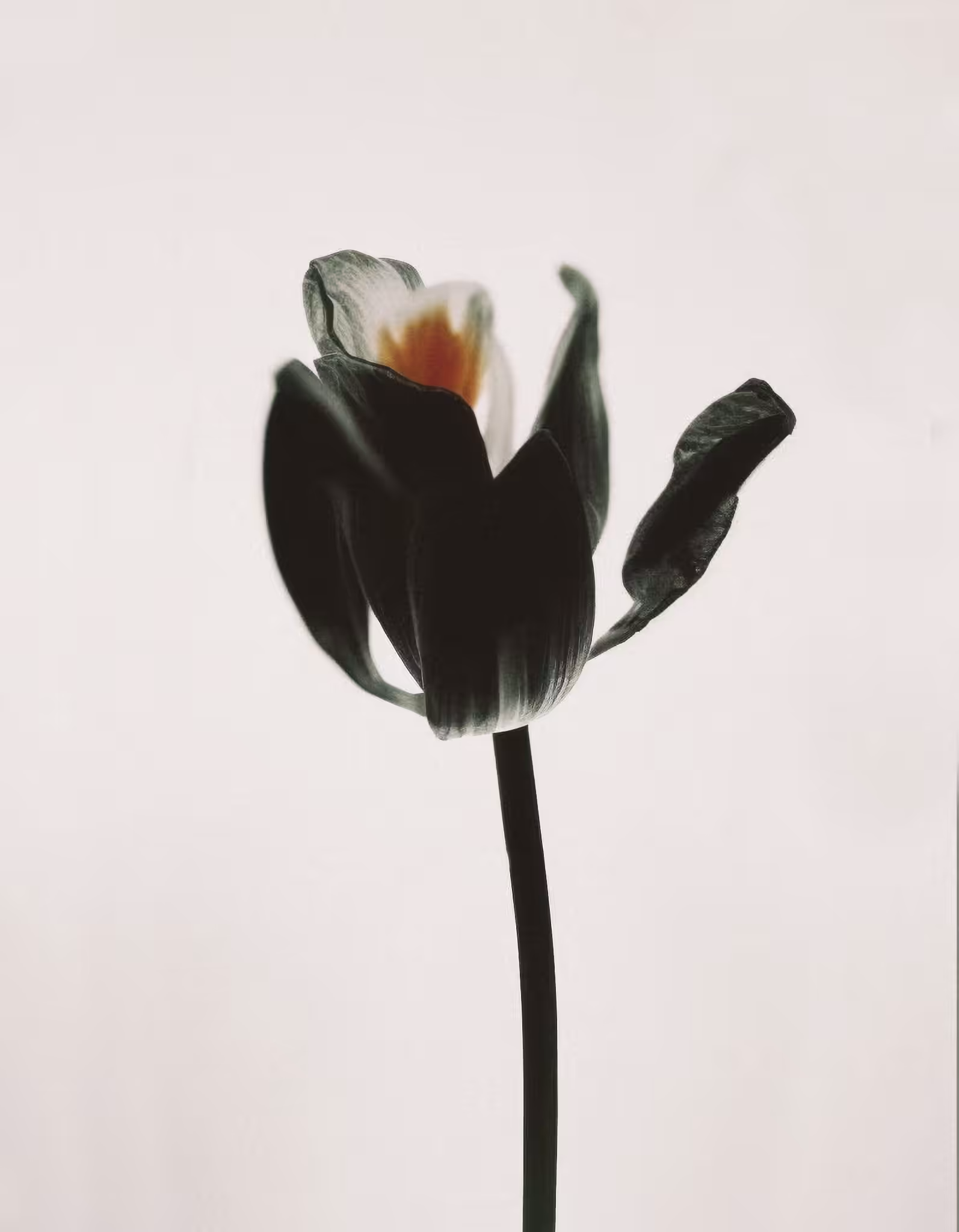 Tulip, Archival Pigment Print, 2005
