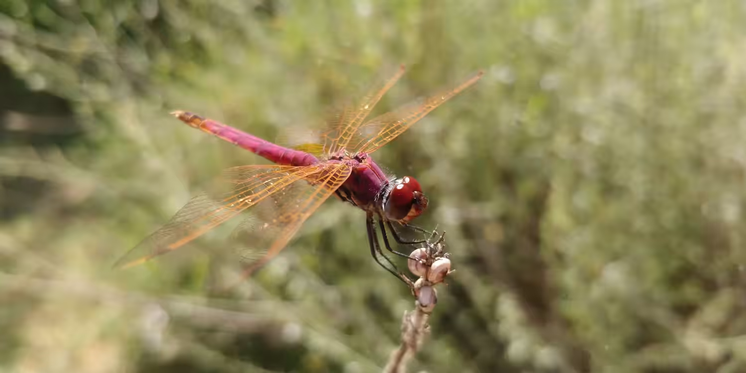 Animated Nature Life: Violet Dropwing- Trithemis Annulata
