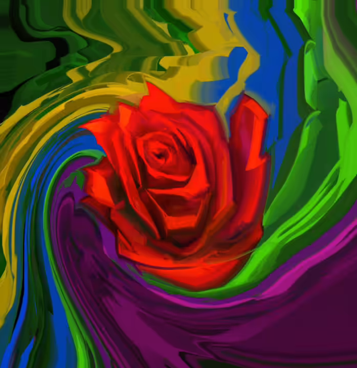 The beauty of the rose