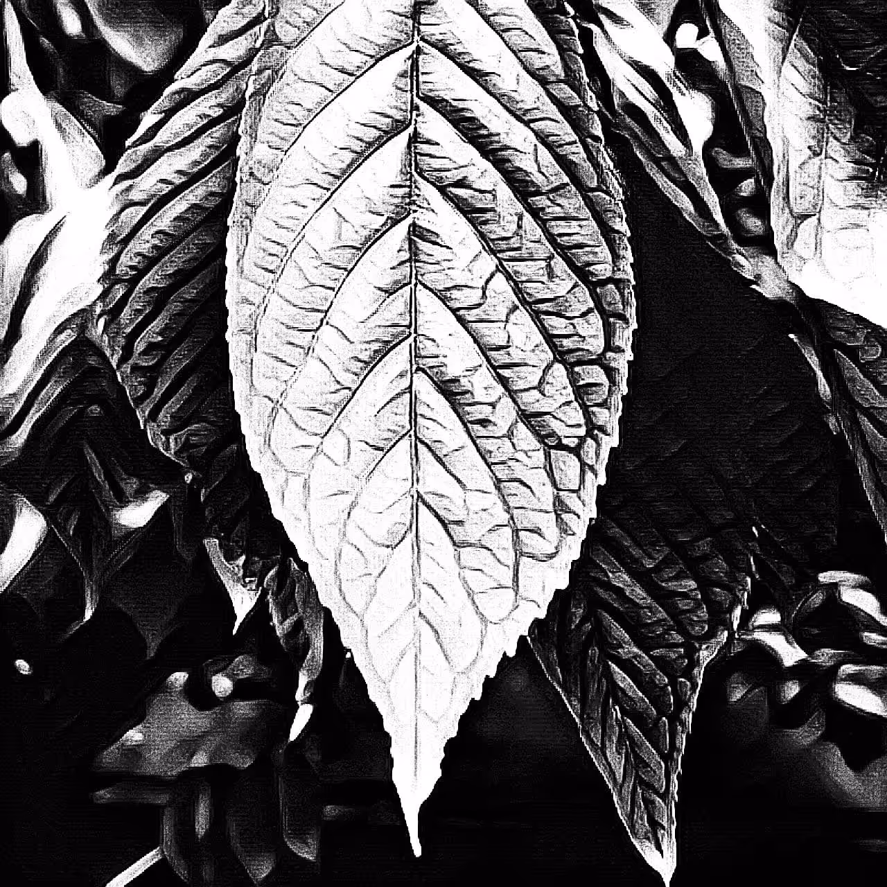 Nature 01