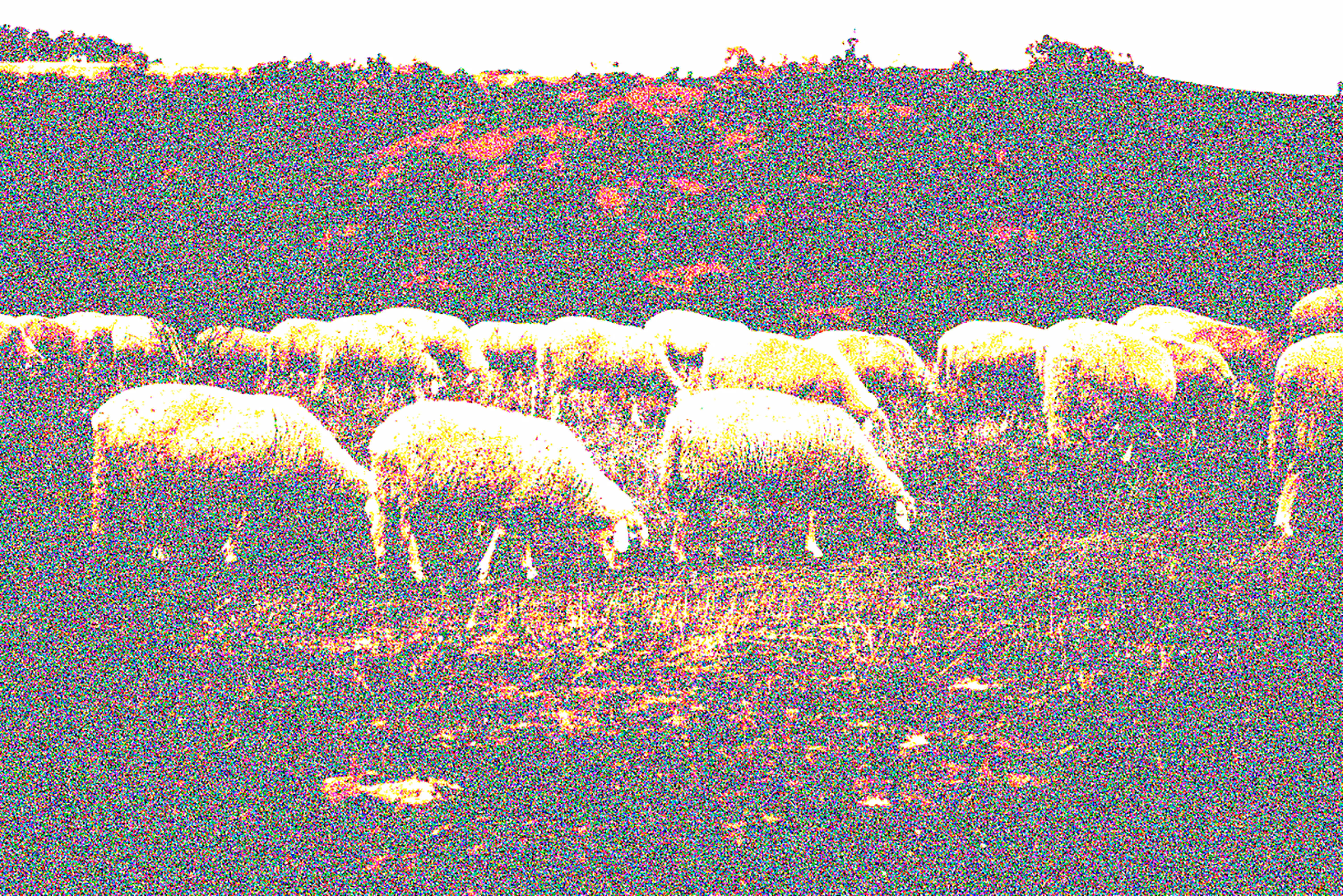 The Sheep's Dream