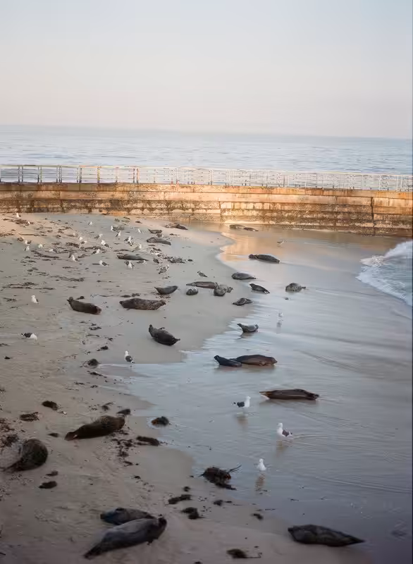 Seals & Seagulls