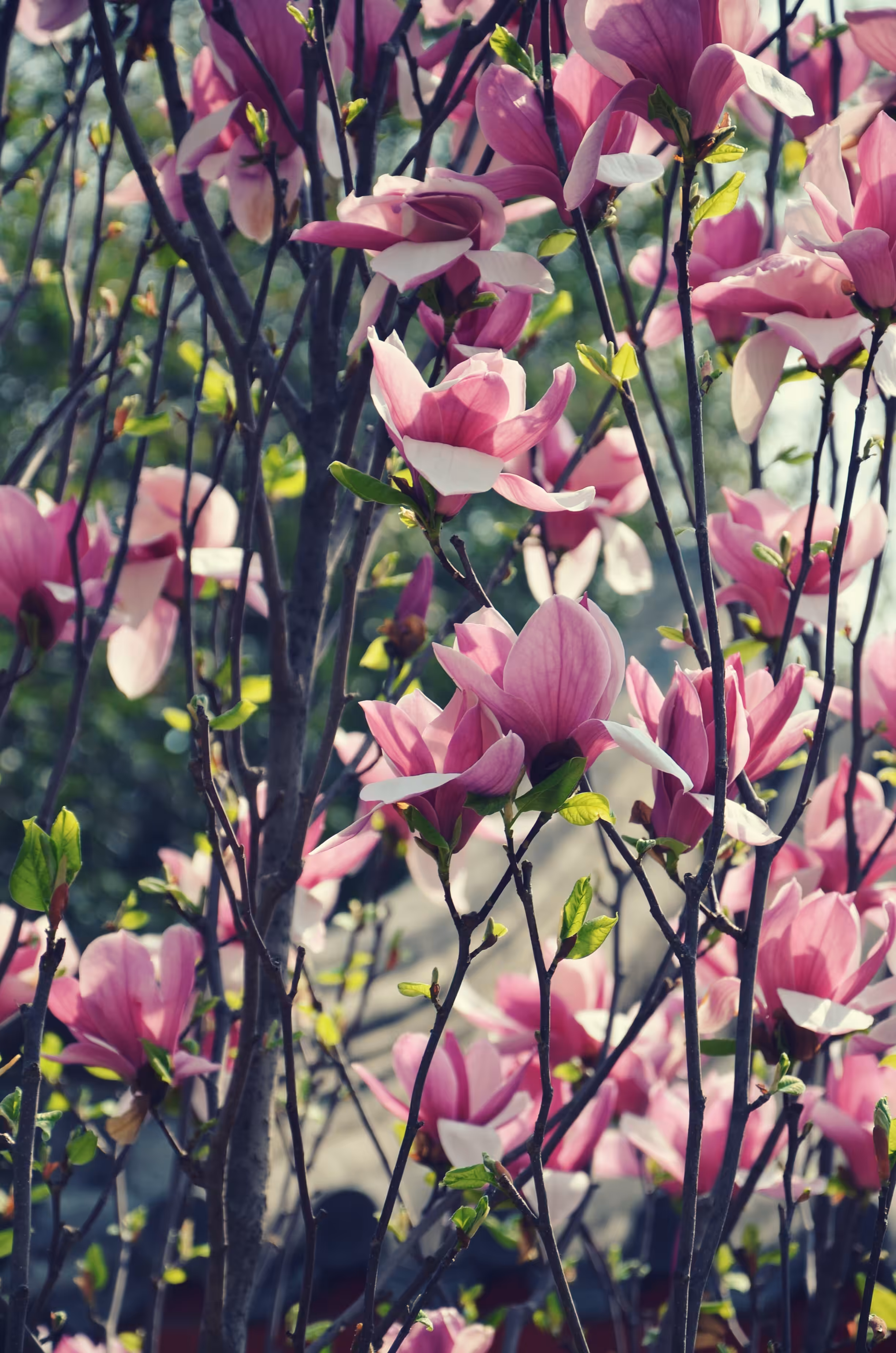 Magnolia