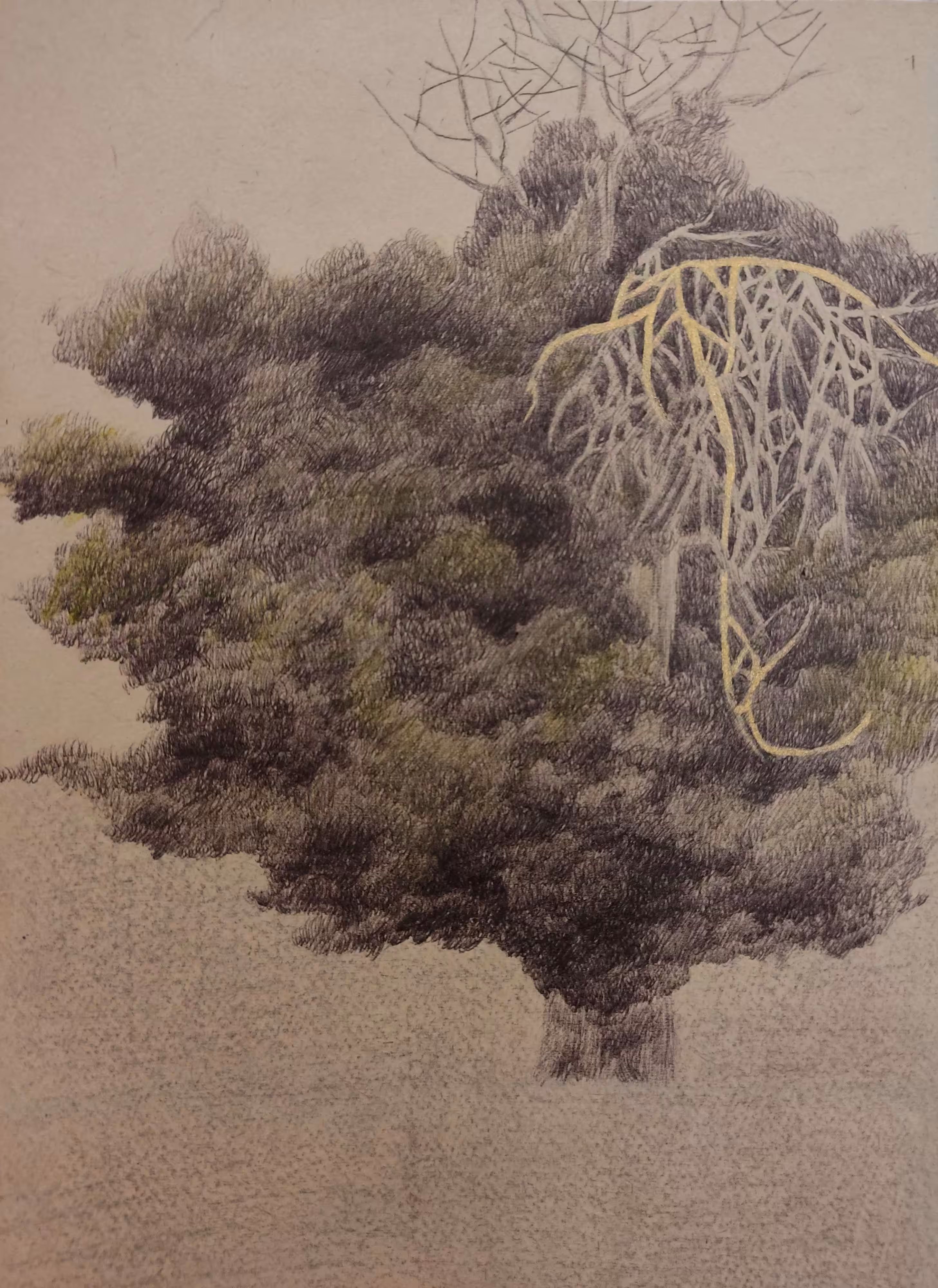 Tree #1