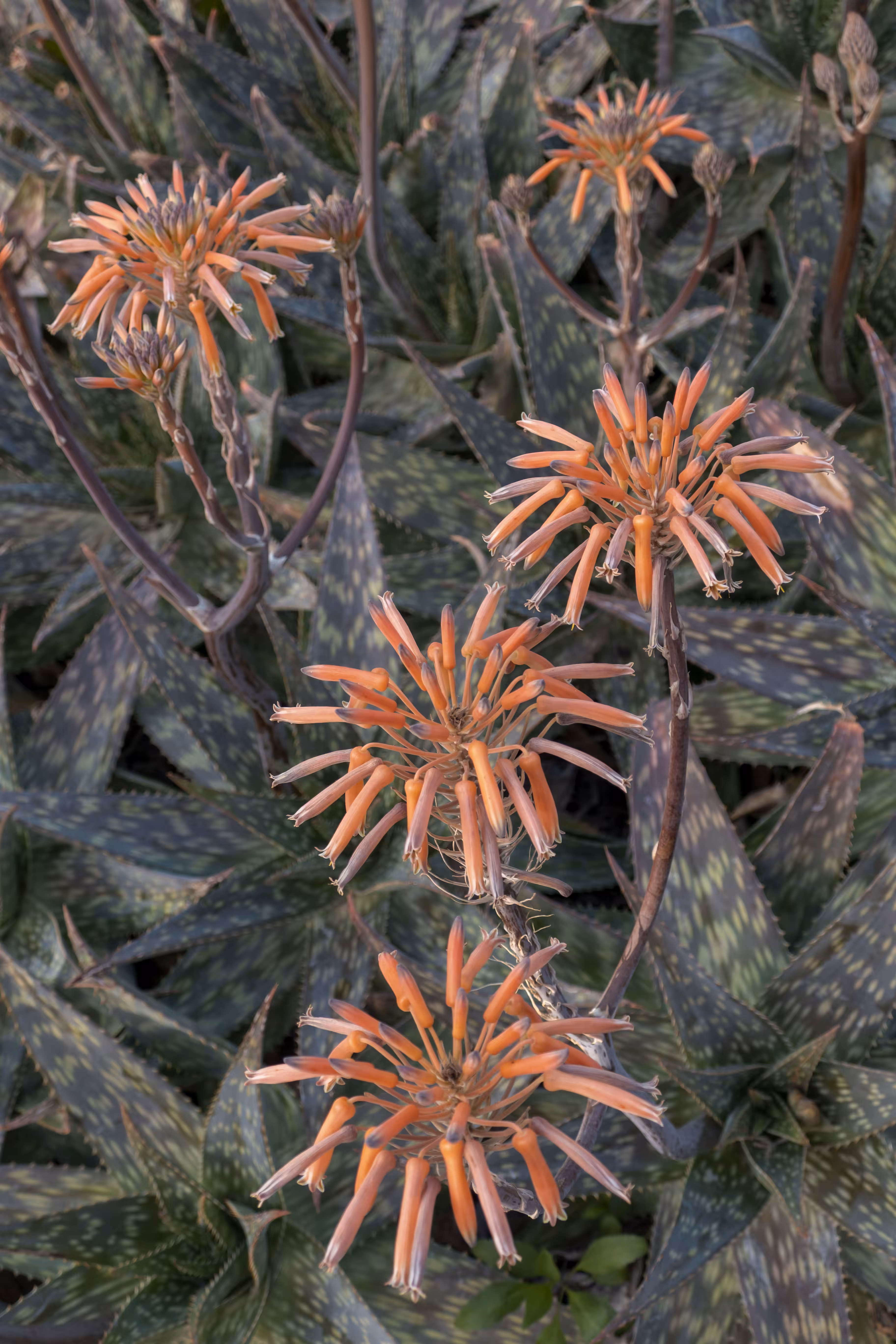Garden.1
