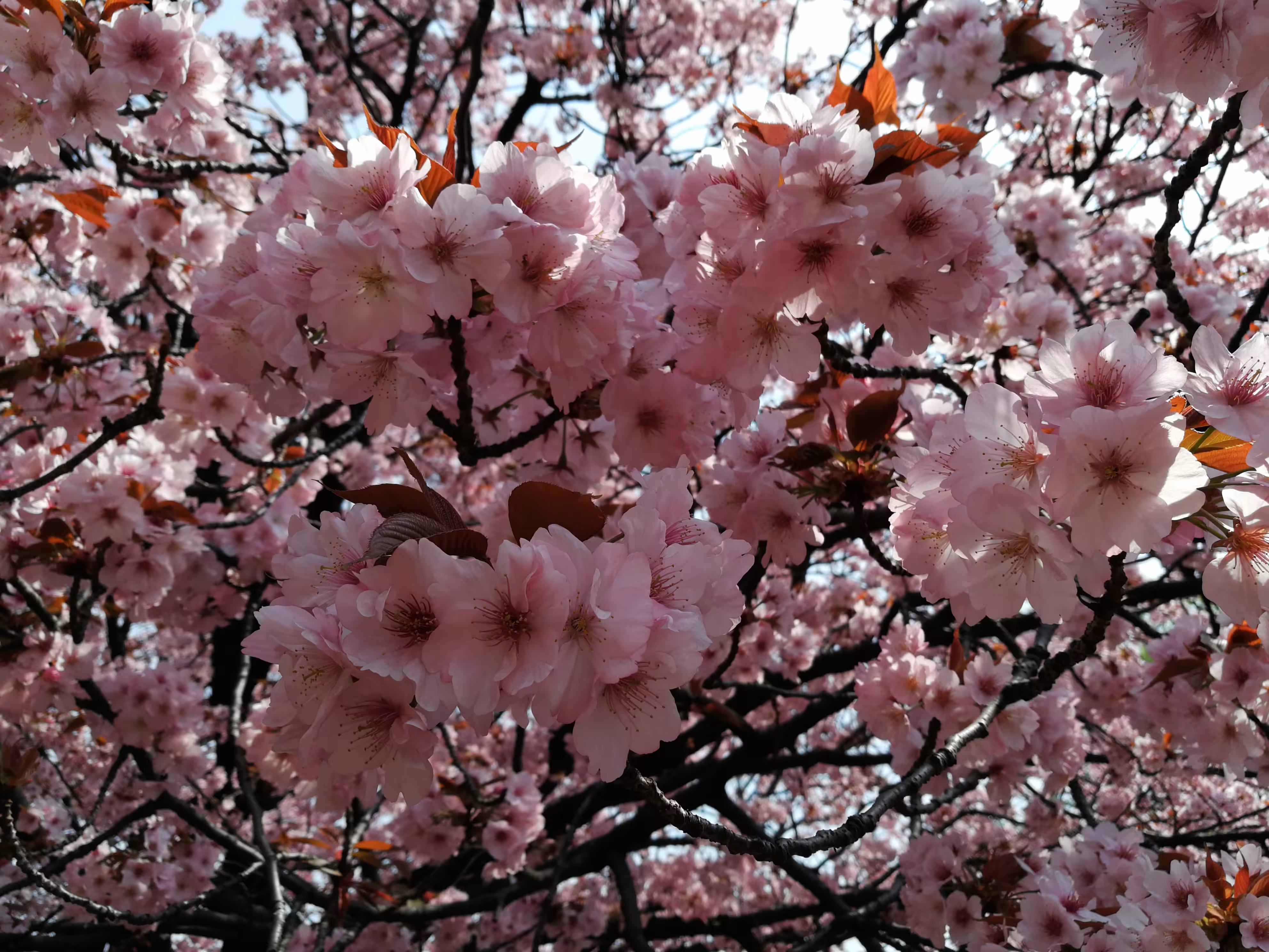Cherry blossom 01